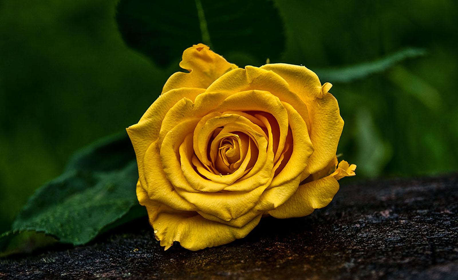 Free download wallpaper Nature, Flowers, Flower, Rose, Close Up, Earth, Yellow Flower on your PC desktop