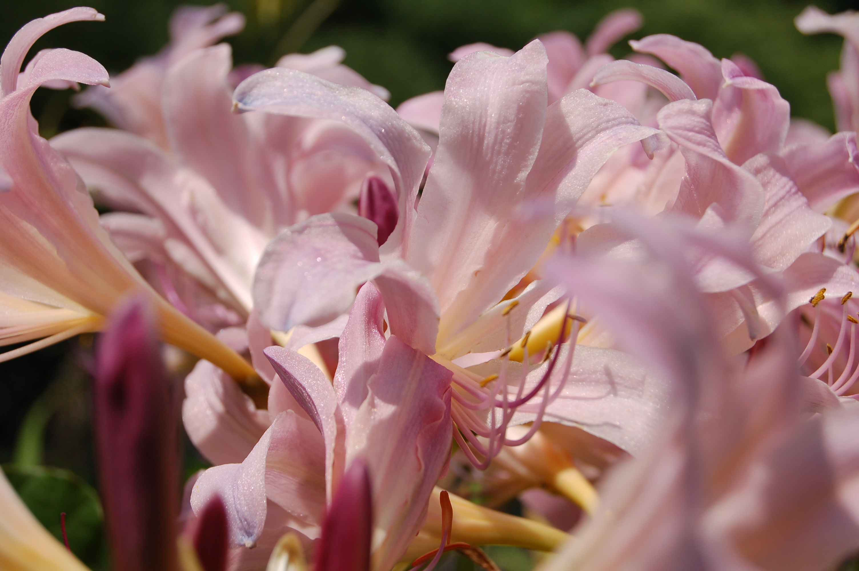 178578 скачать обои розовый цветок, земля/природа, лили, цветок, флауэрсы - заставки и картинки бесплатно