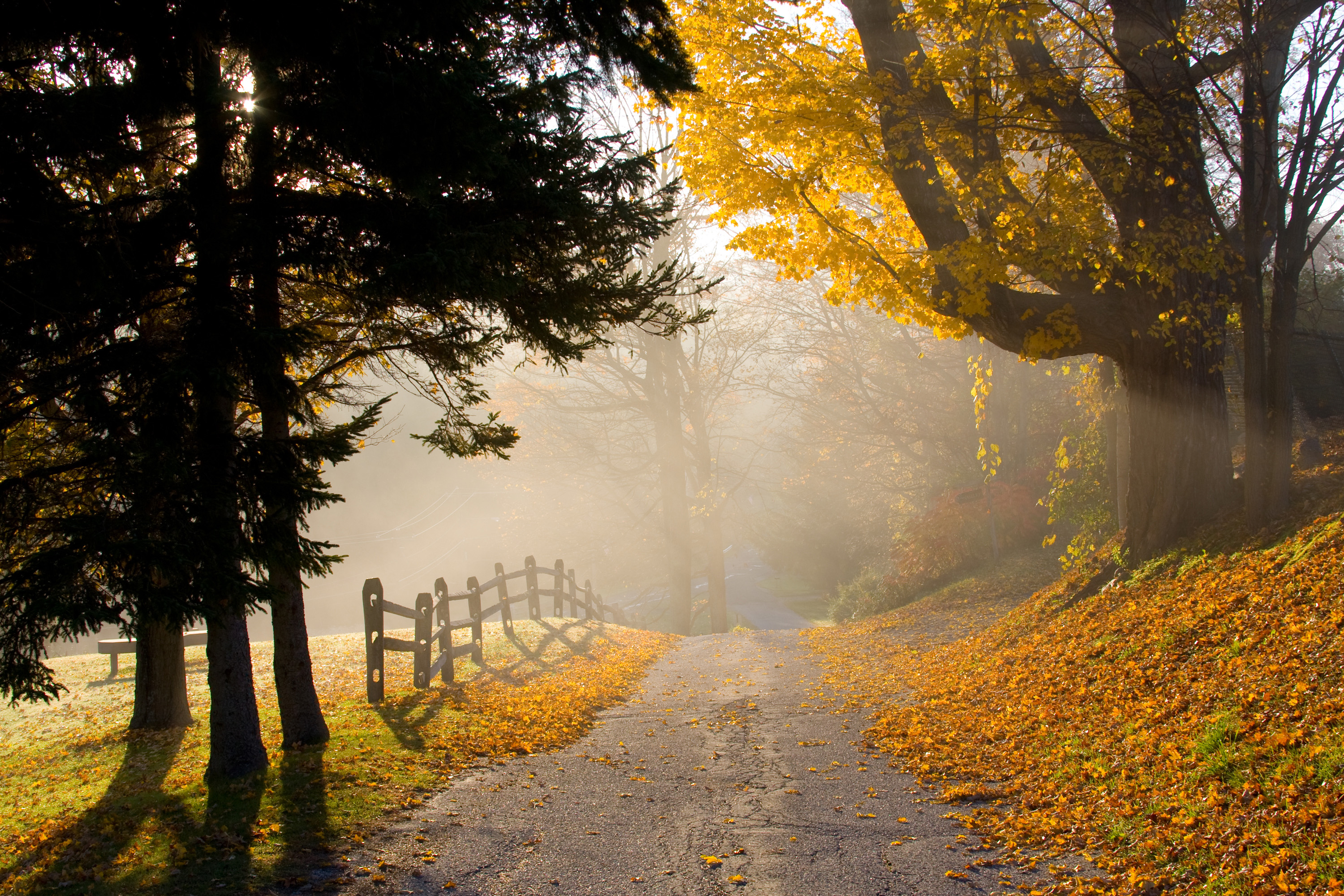 Download mobile wallpaper Road, Tree, Fog, Fall, Man Made for free.