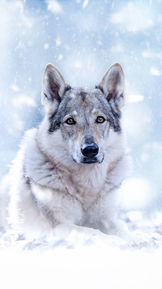 Download mobile wallpaper Dogs, Wolf, Animal, Stare, Wolfdog for free.
