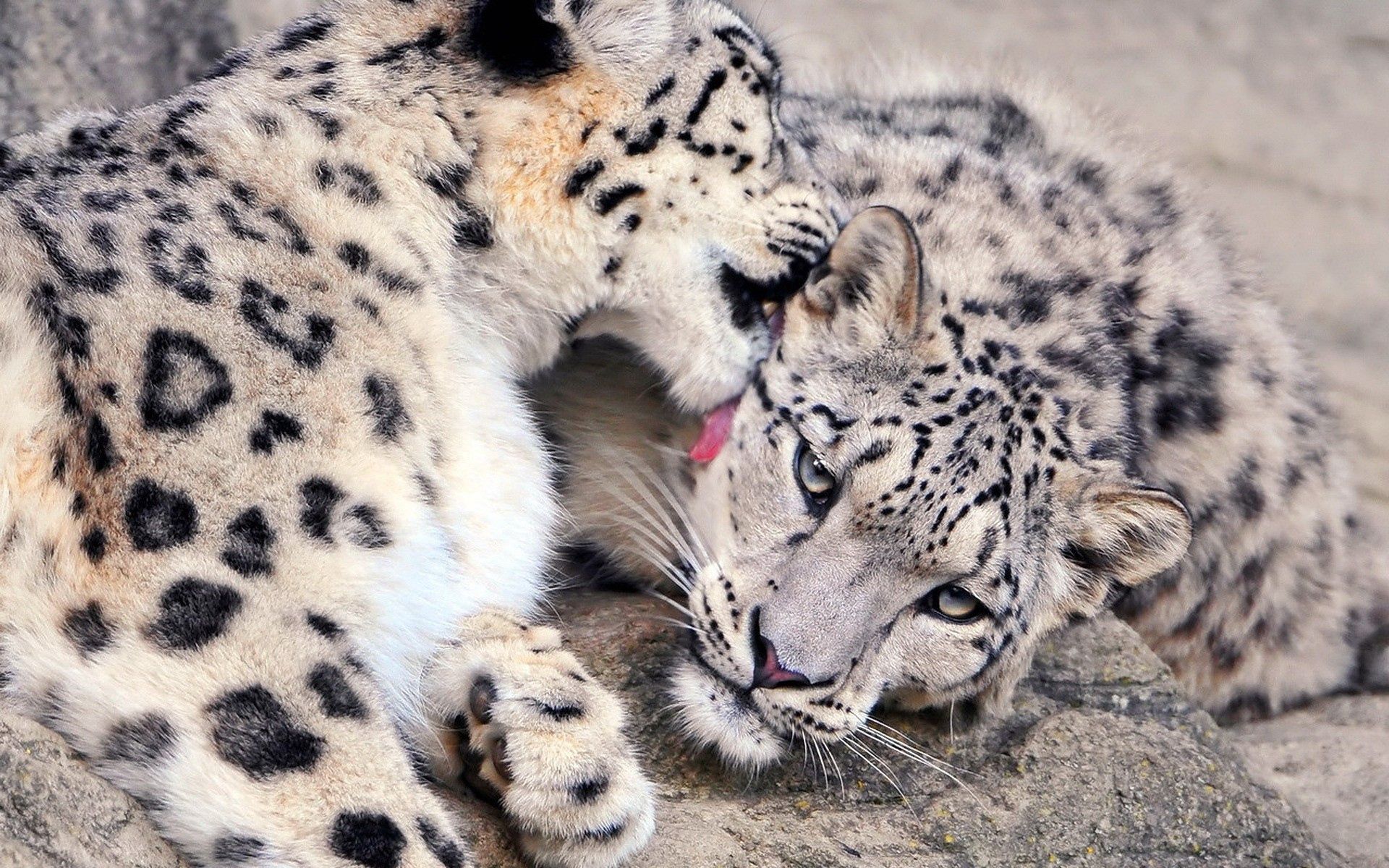 79633 télécharger l'image snow leopard, animaux, coupler, paire, se soucier, soin, lèche tes lèvres, léchage - fonds d'écran et économiseurs d'écran gratuits