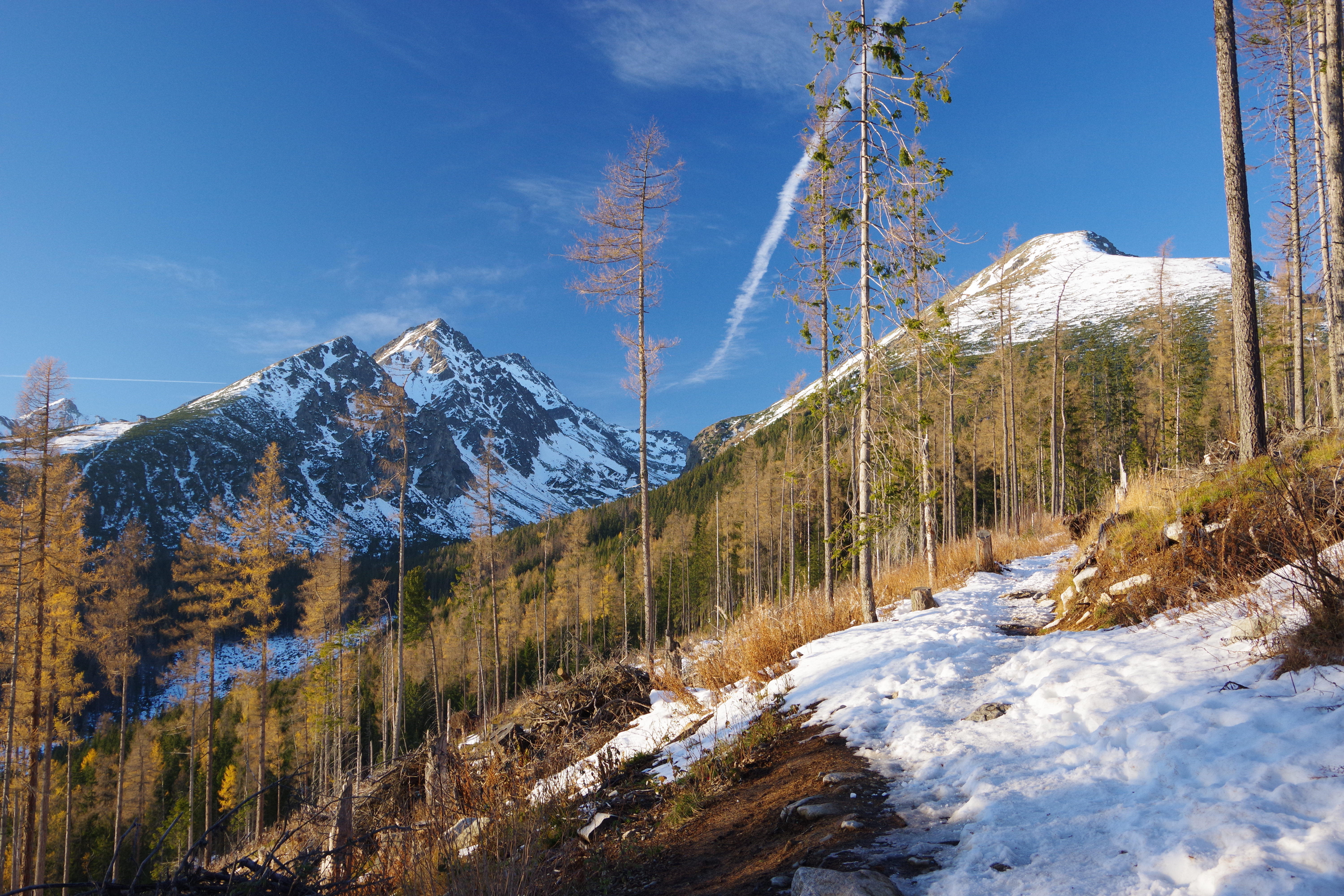 Скачать обои бесплатно Гора, Природа, Снег, Деревья, Сосны, Пейзаж картинка на рабочий стол ПК