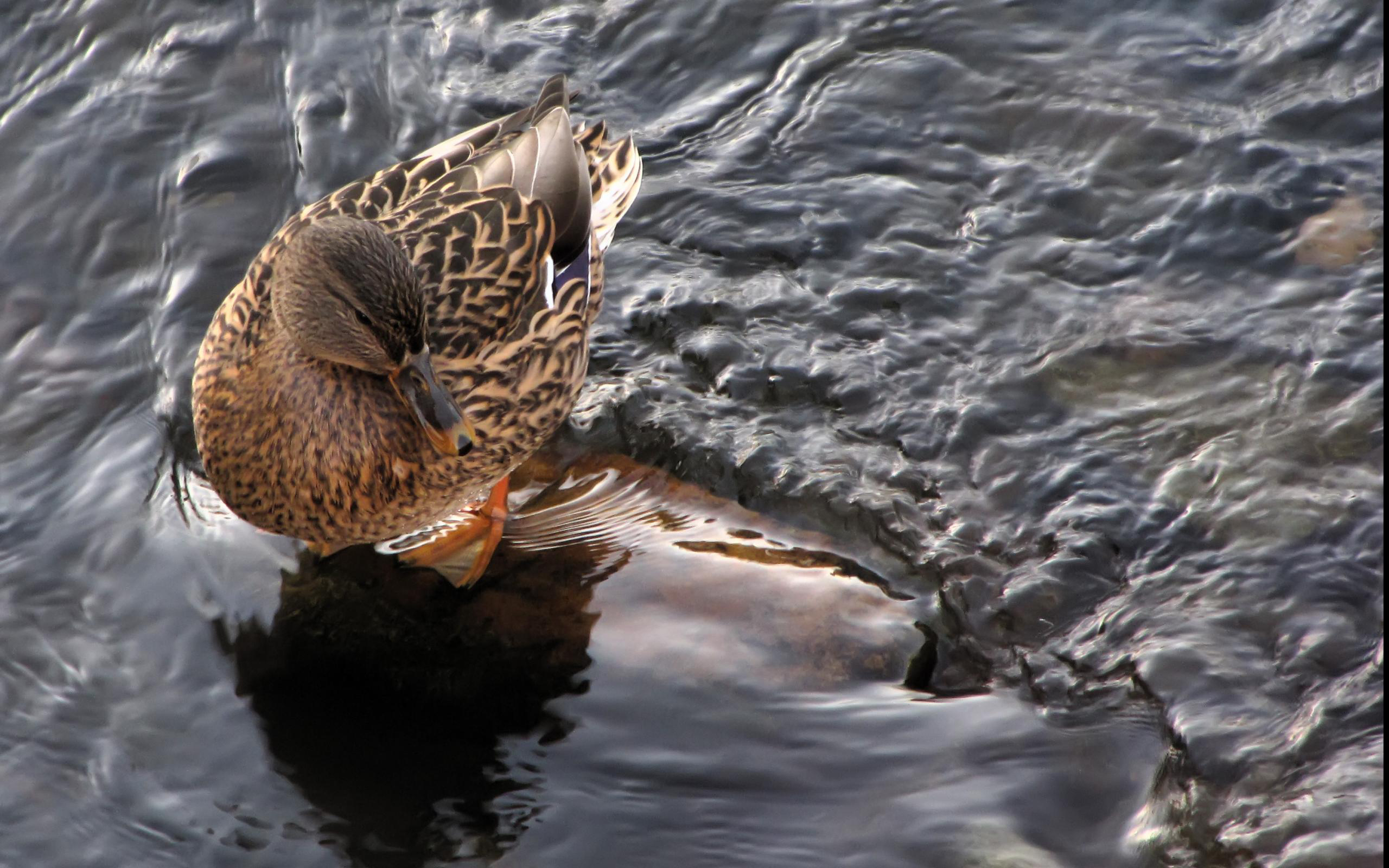 Free download wallpaper Animal, Duck on your PC desktop