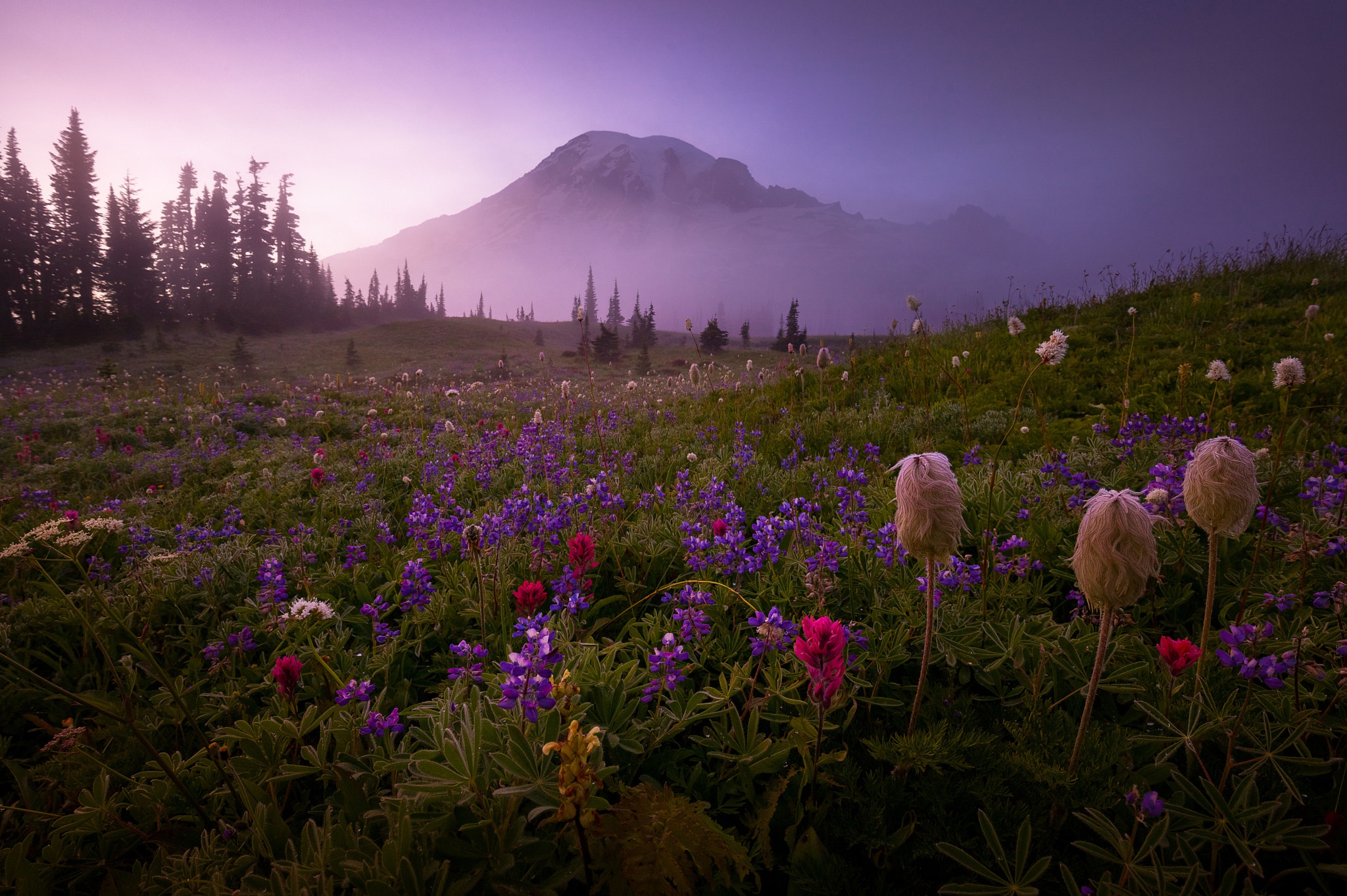 Descarga gratuita de fondo de pantalla para móvil de Flores, Montaña, Flor, Niebla, Tierra/naturaleza.