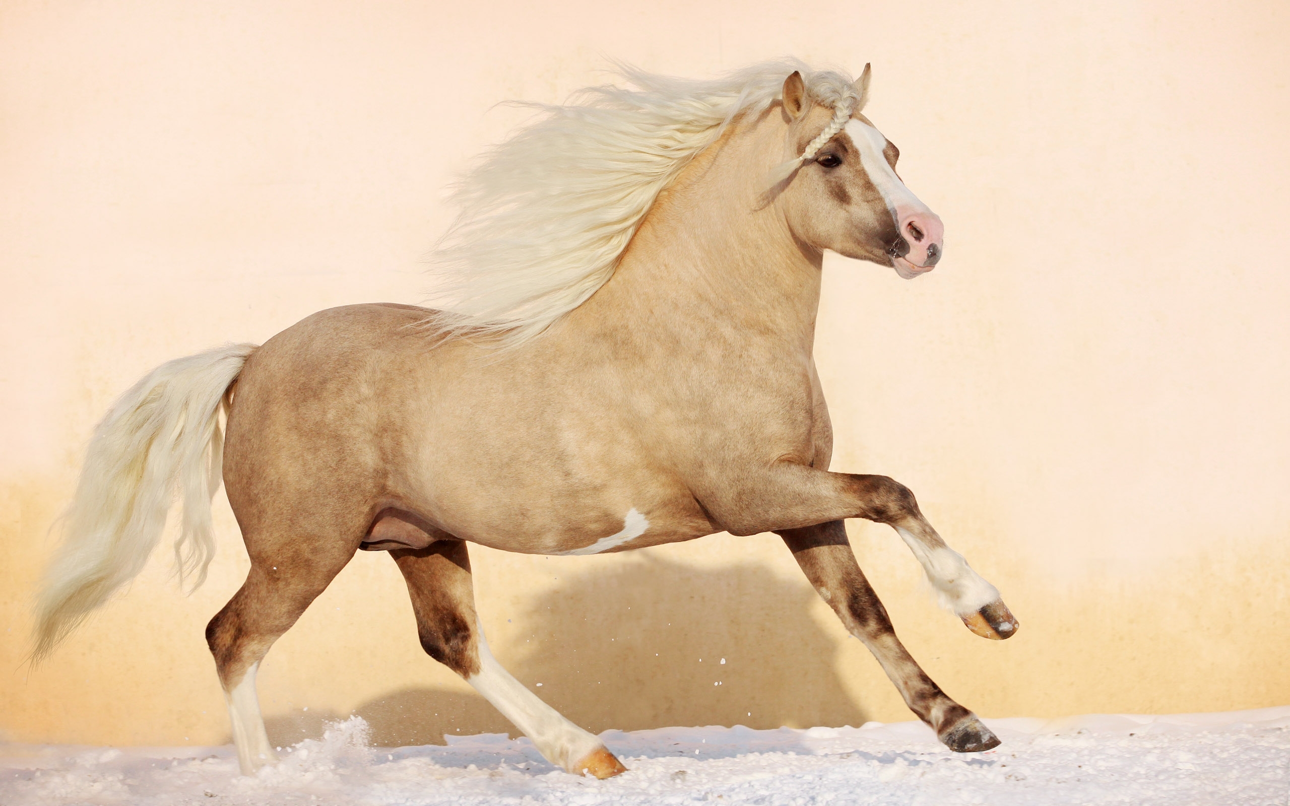 Завантажити шпалери безкоштовно Кінь, Тварина картинка на робочий стіл ПК