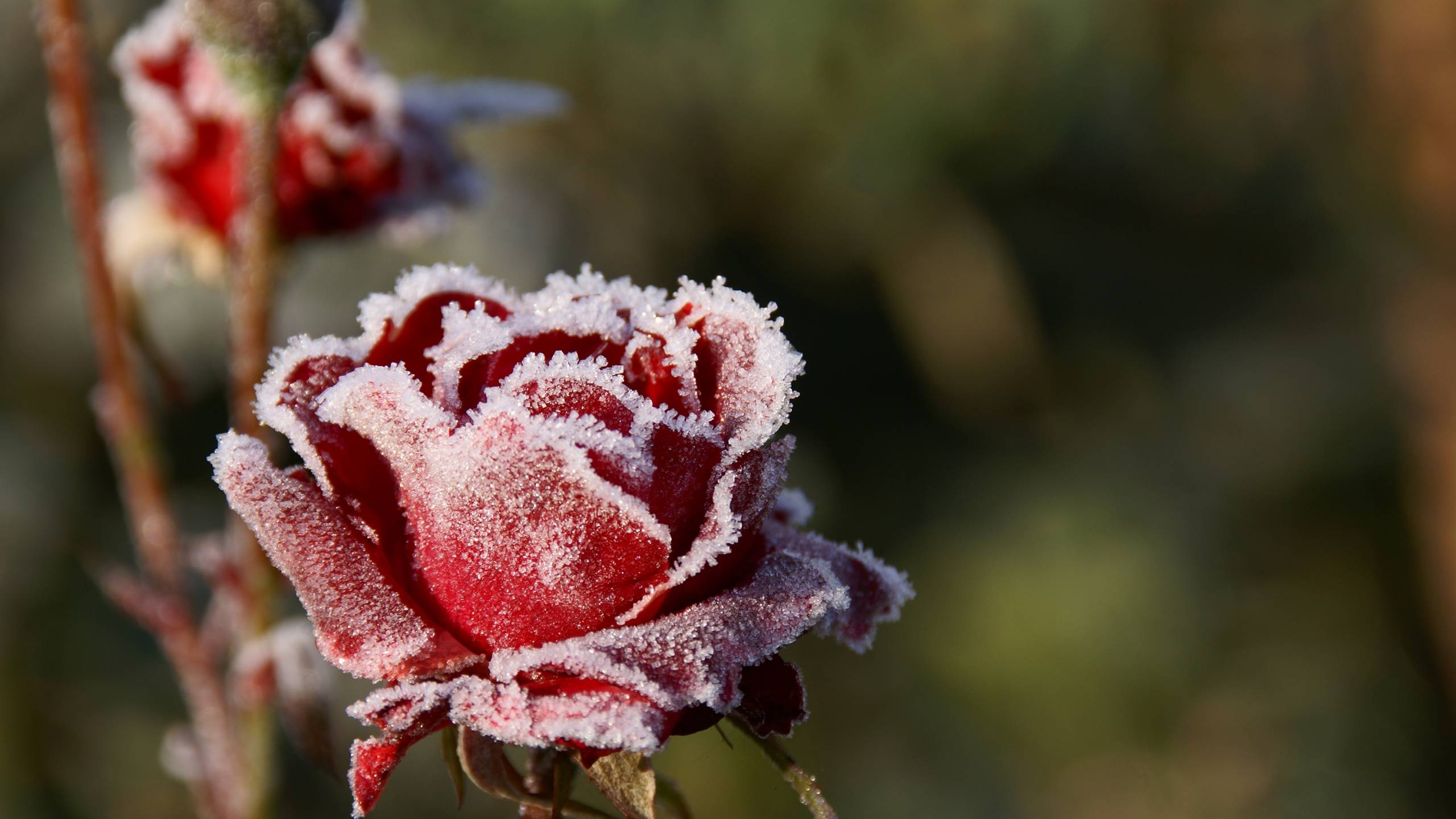 PCデスクトップにフラワーズ, 薔薇, 地球画像を無料でダウンロード