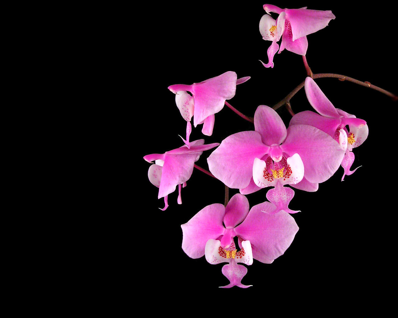 1518044 скачать обои орхидея, цветок, земля/природа - заставки и картинки бесплатно