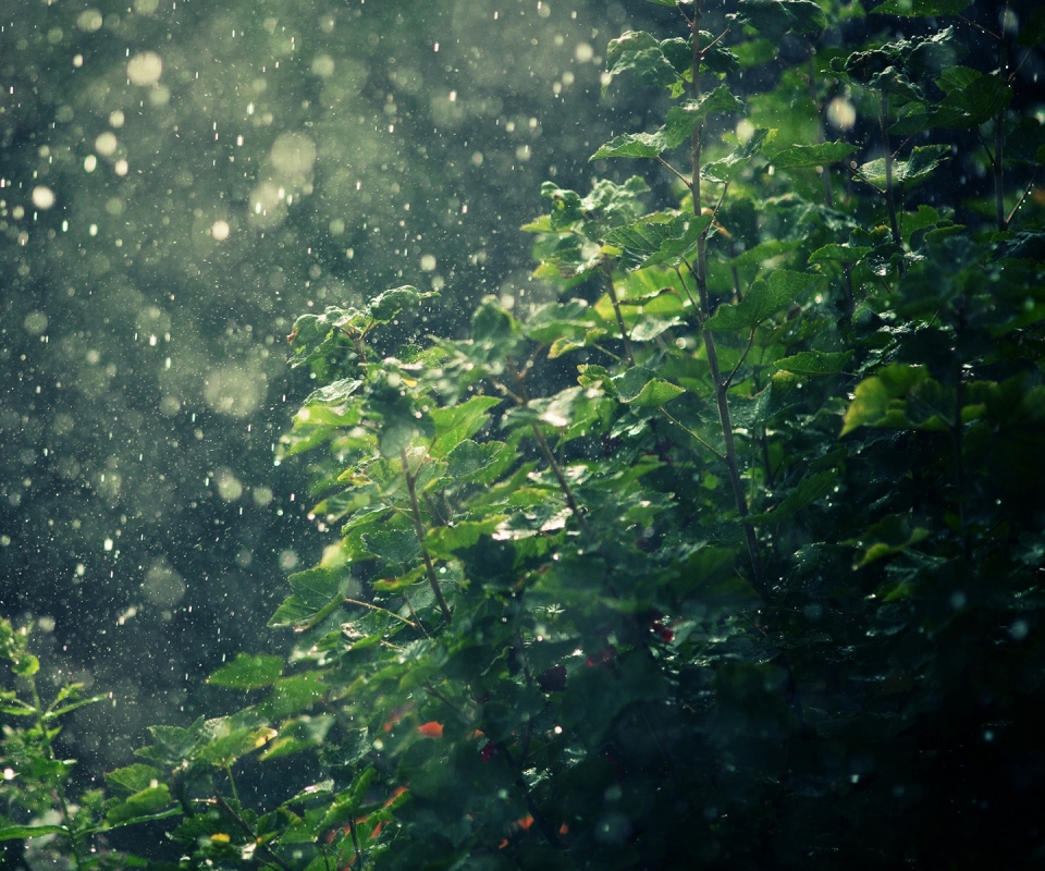 Free download wallpaper Nature, Rain, Photography, Water Drop on your PC desktop