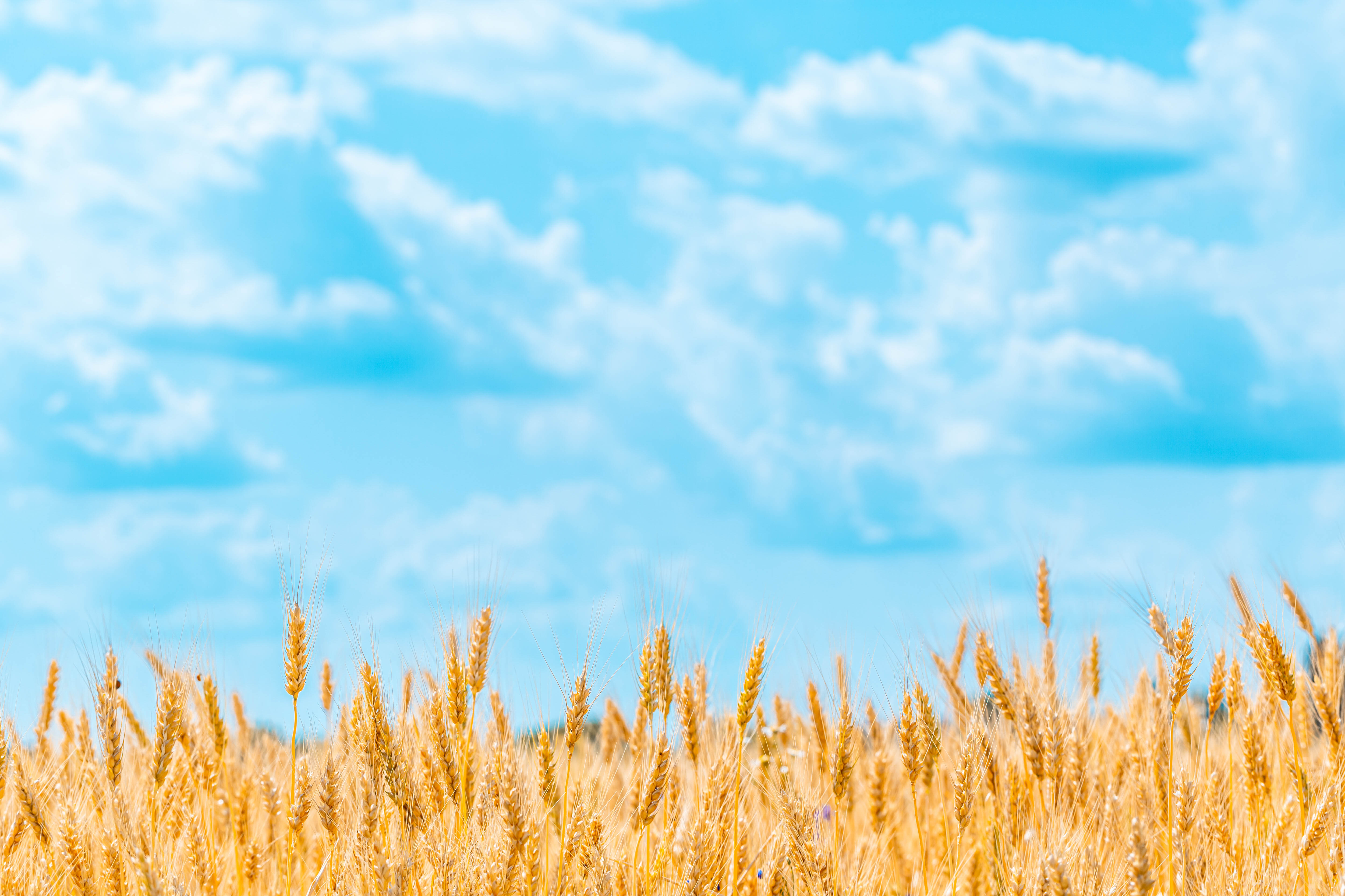 75093 скачать обои природа, поле, колоски, небо, облака, пшеница - заставки и картинки бесплатно