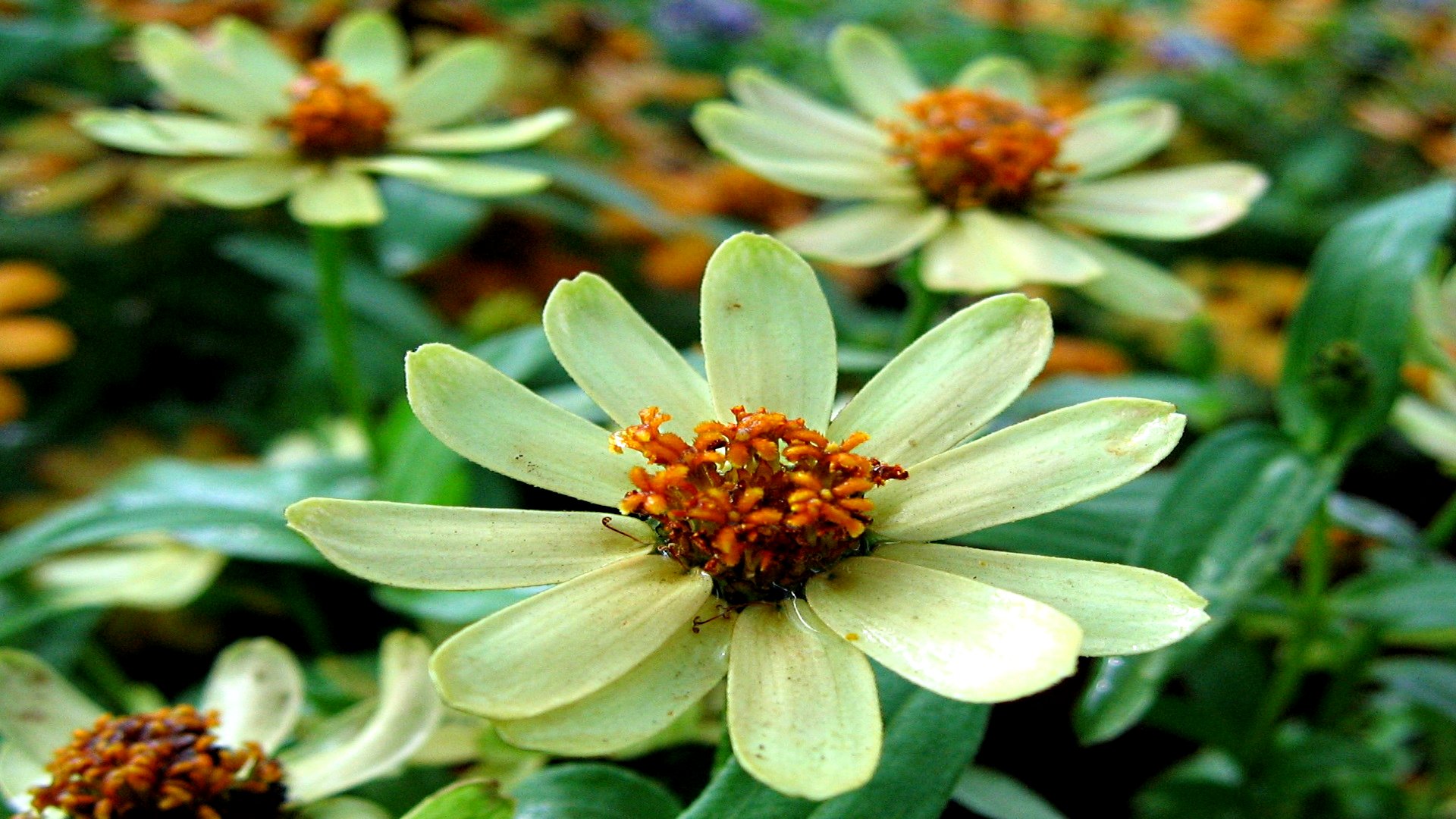 Descarga gratuita de fondo de pantalla para móvil de Flores, Flor, Tierra/naturaleza.