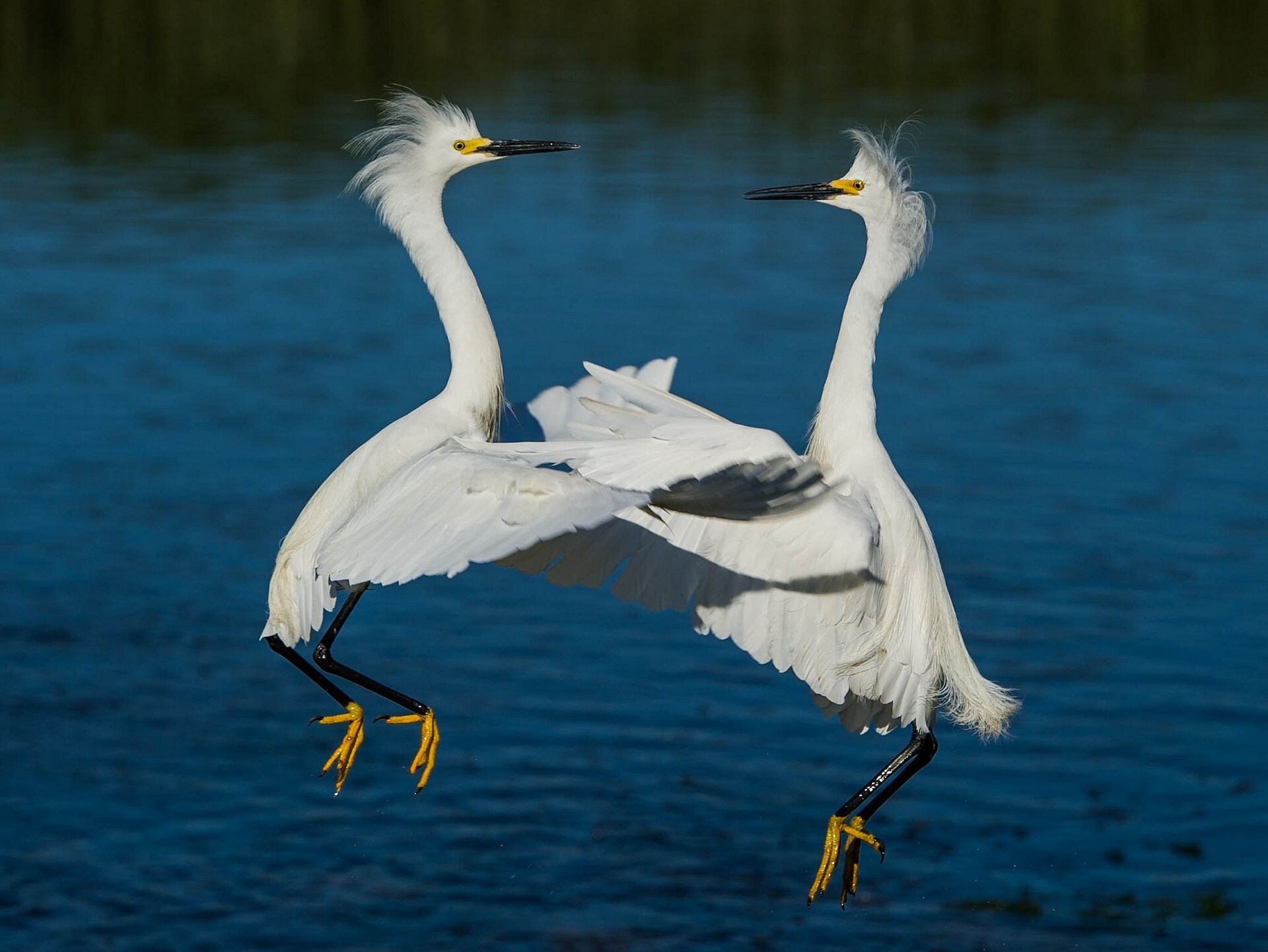 PCデスクトップに鳥, 動物画像を無料でダウンロード