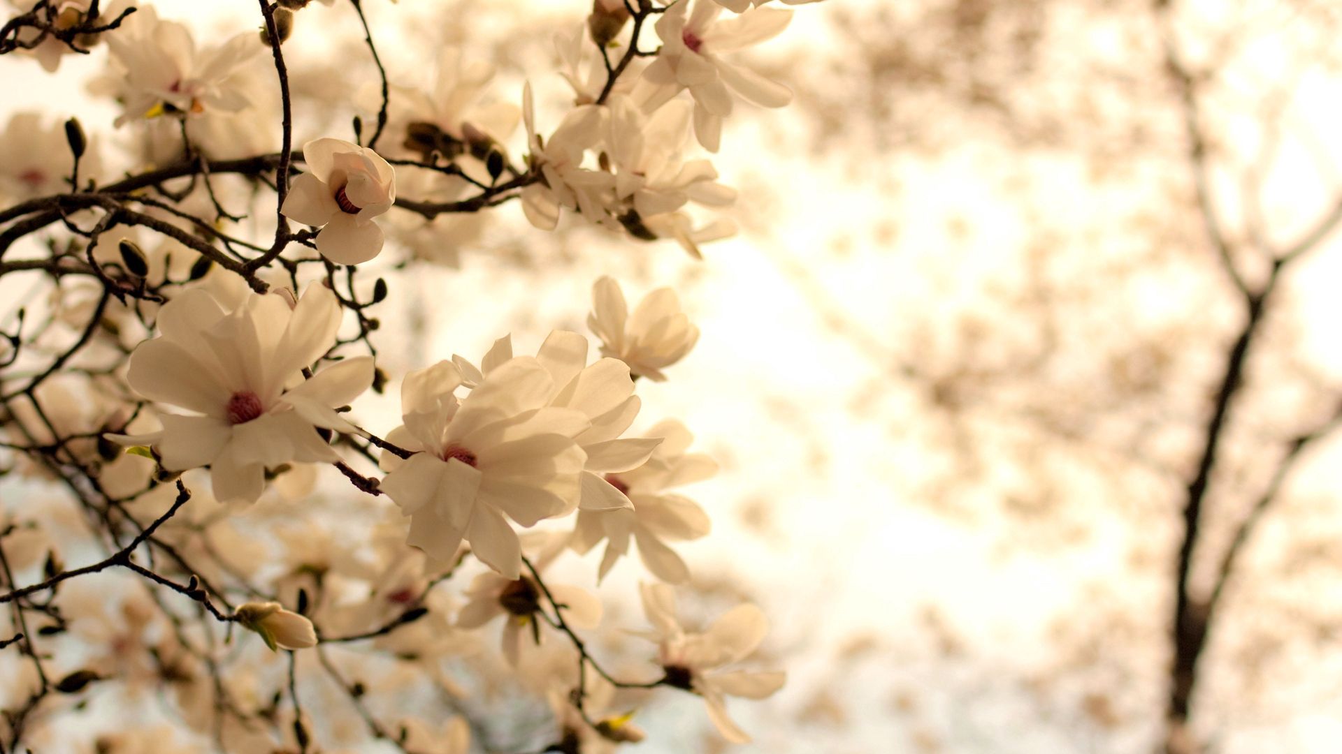 Free download wallpaper Flowers, Branches on your PC desktop