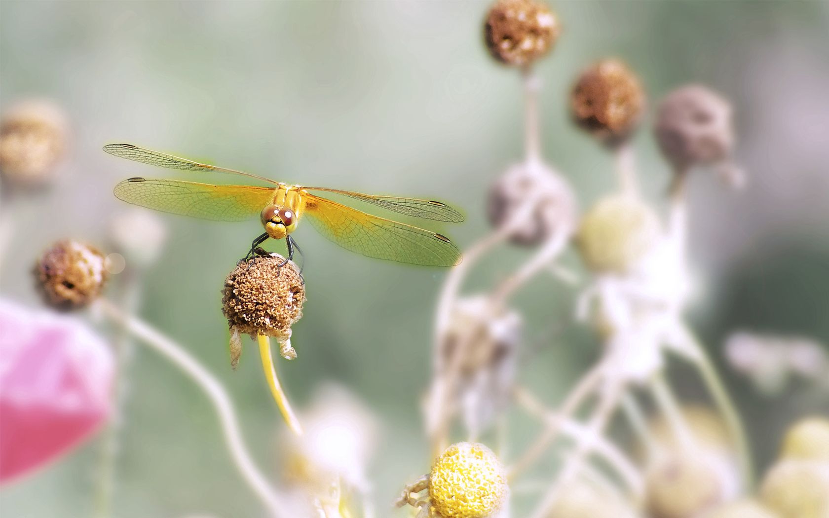 Download mobile wallpaper Stamens, Flower, Macro, Dragonfly for free.