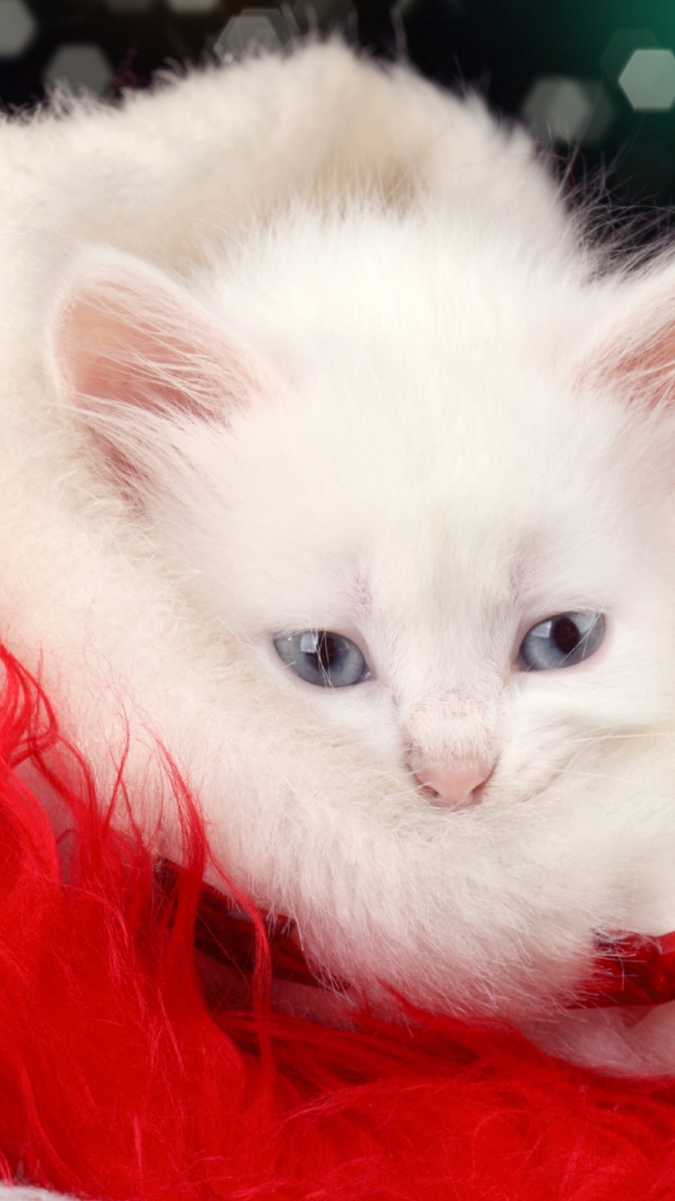 Download mobile wallpaper Cats, Cat, Christmas, Animal for free.