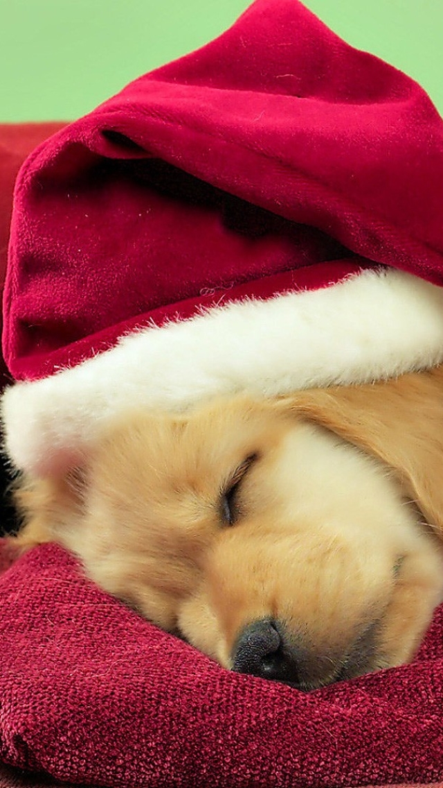 Download mobile wallpaper Dog, Christmas, Holiday, Cute, Christmas Ornaments, Santa Hat for free.