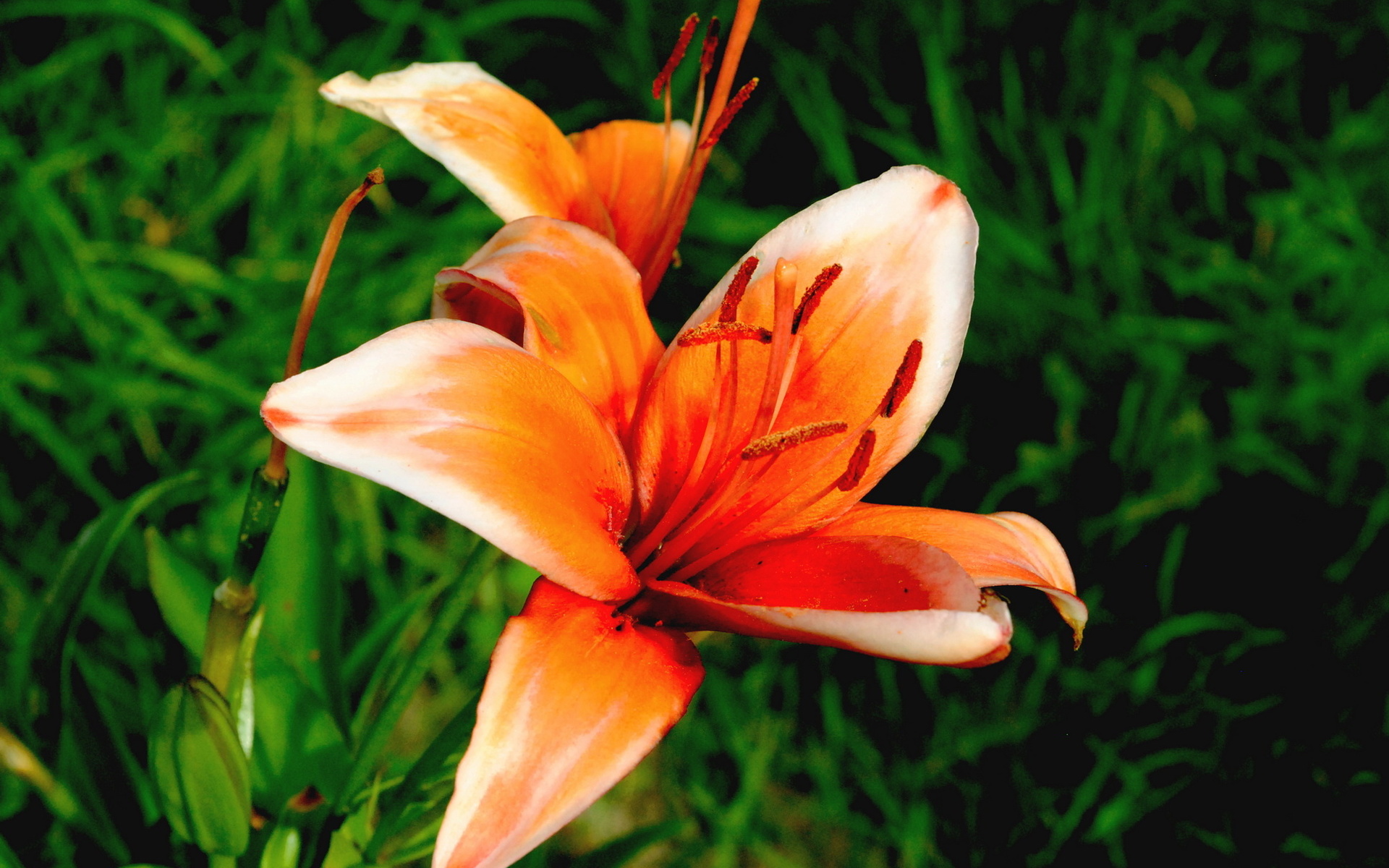 Téléchargez gratuitement l'image Fleurs, Fleur, Lys, Terre/nature sur le bureau de votre PC