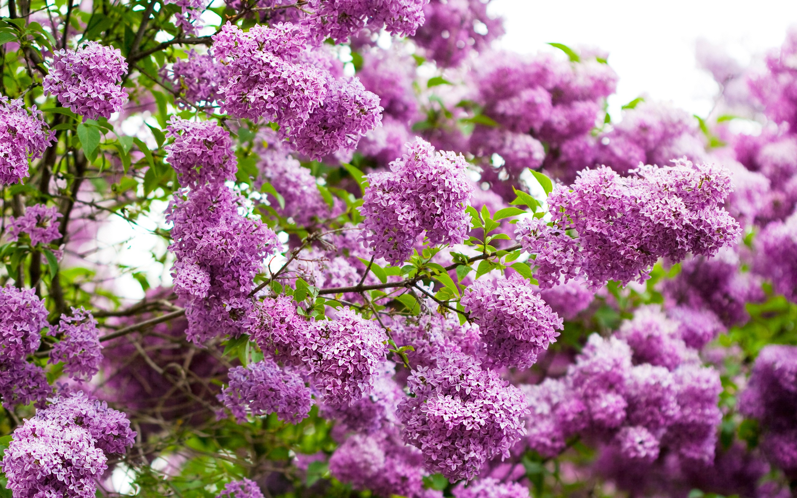 Download mobile wallpaper Lilac, Earth for free.