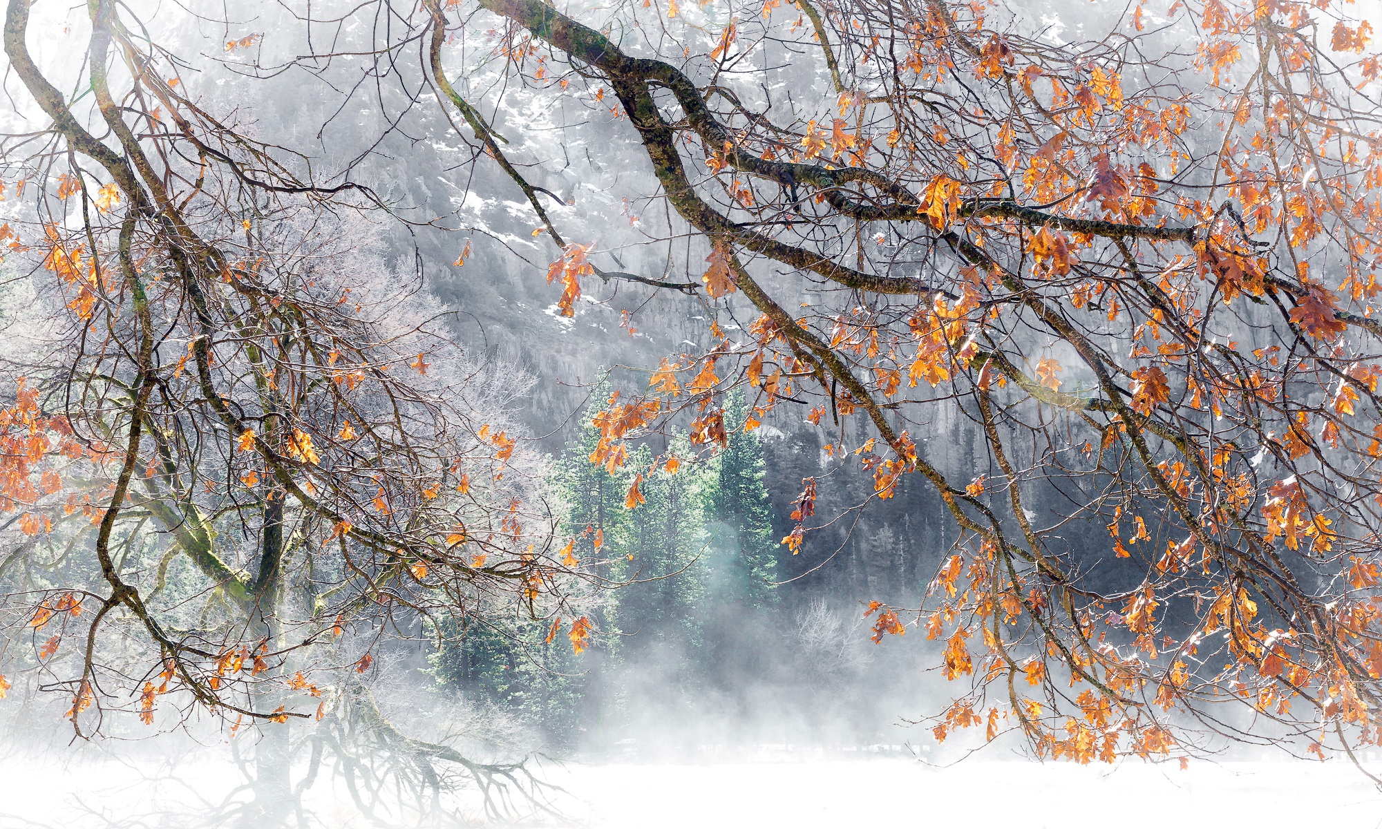 Скачать обои бесплатно Природа, Осень, Туман, Ветка, Земля/природа картинка на рабочий стол ПК