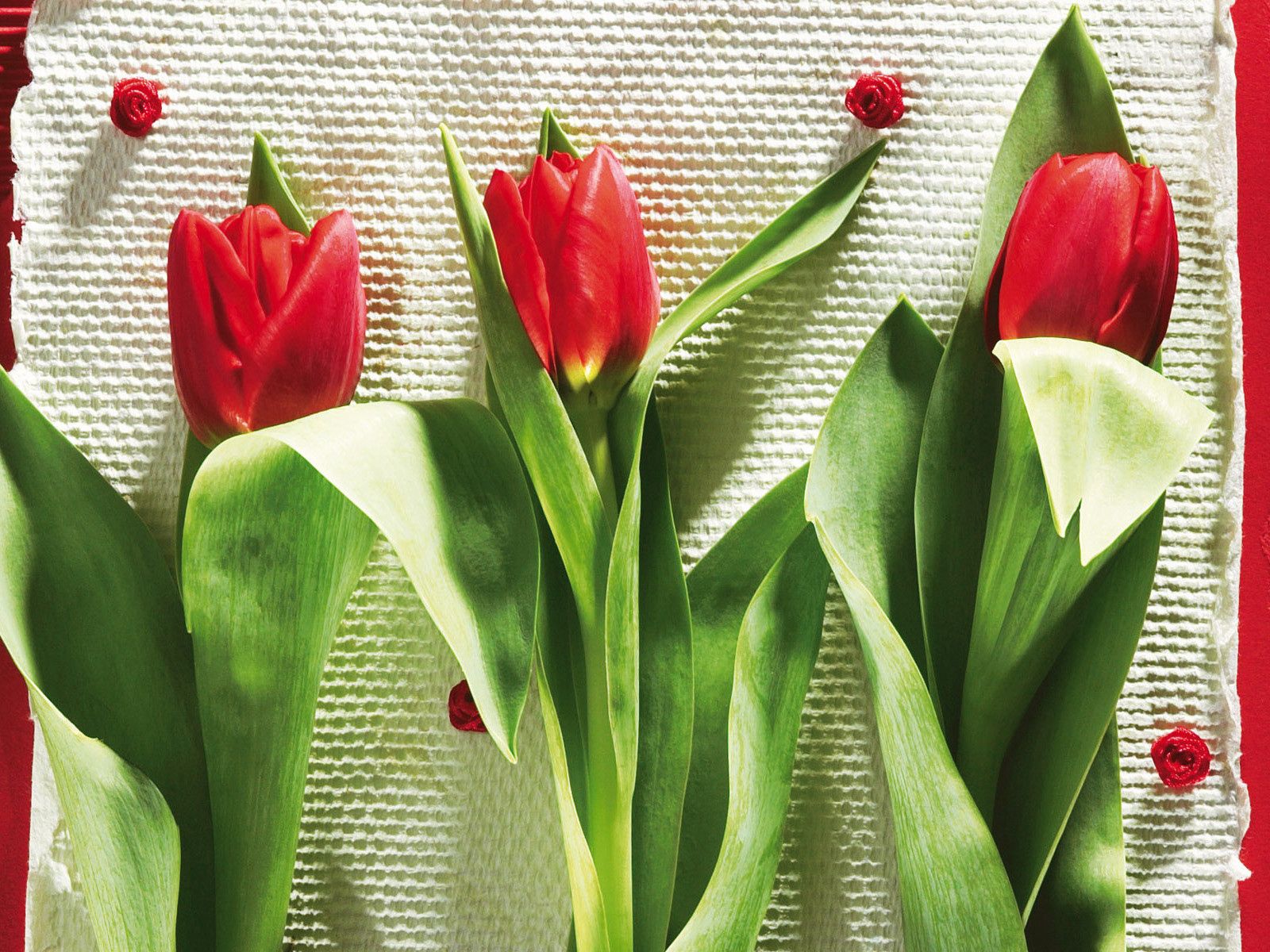 98703 descargar fondo de pantalla flores, tulipanes, tumbarse, mentir, belleza, tres: protectores de pantalla e imágenes gratis