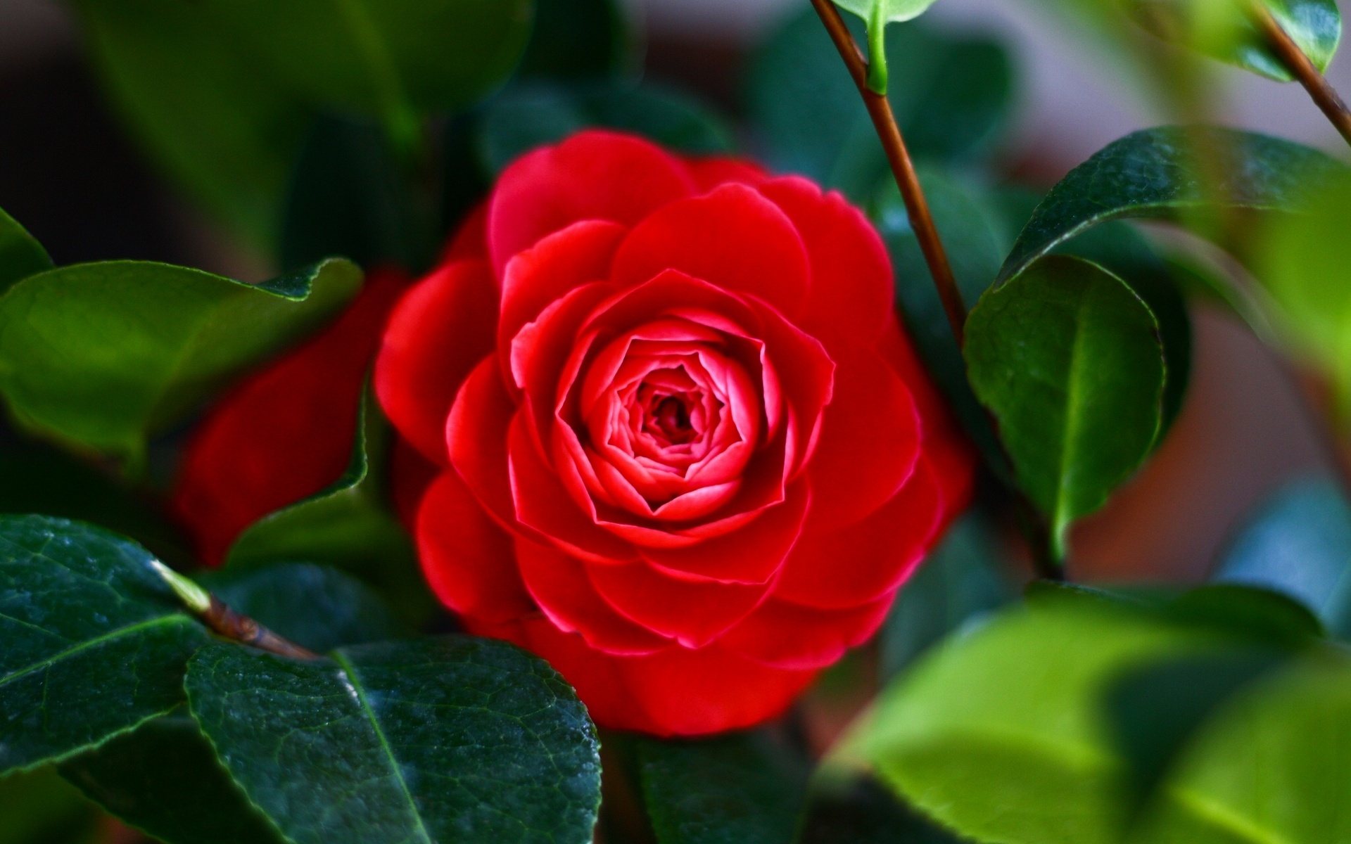 Baixe gratuitamente a imagem Flores, Rosa, Terra/natureza na área de trabalho do seu PC