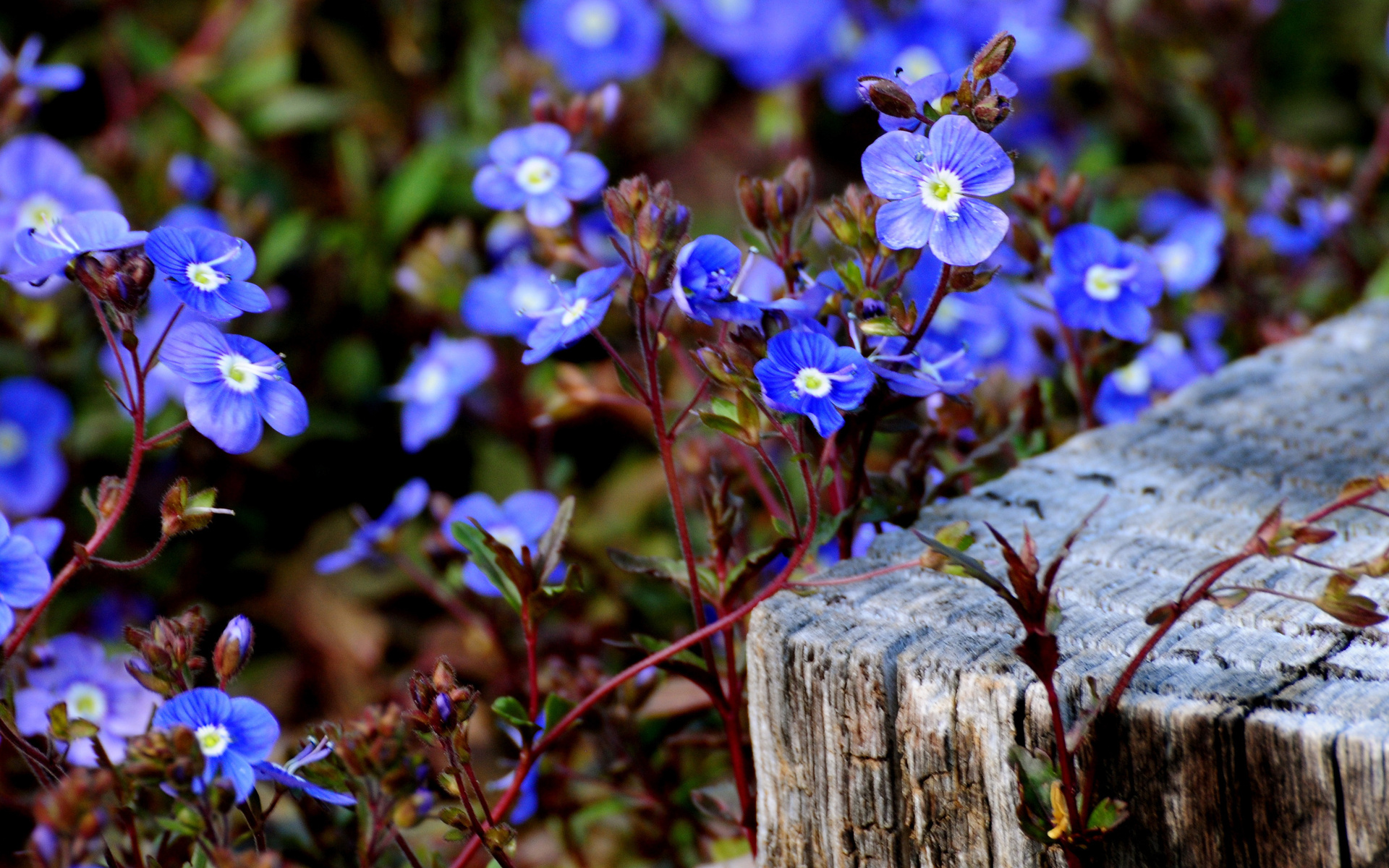 Téléchargez gratuitement l'image Fleurs, Fleur, Terre/nature sur le bureau de votre PC