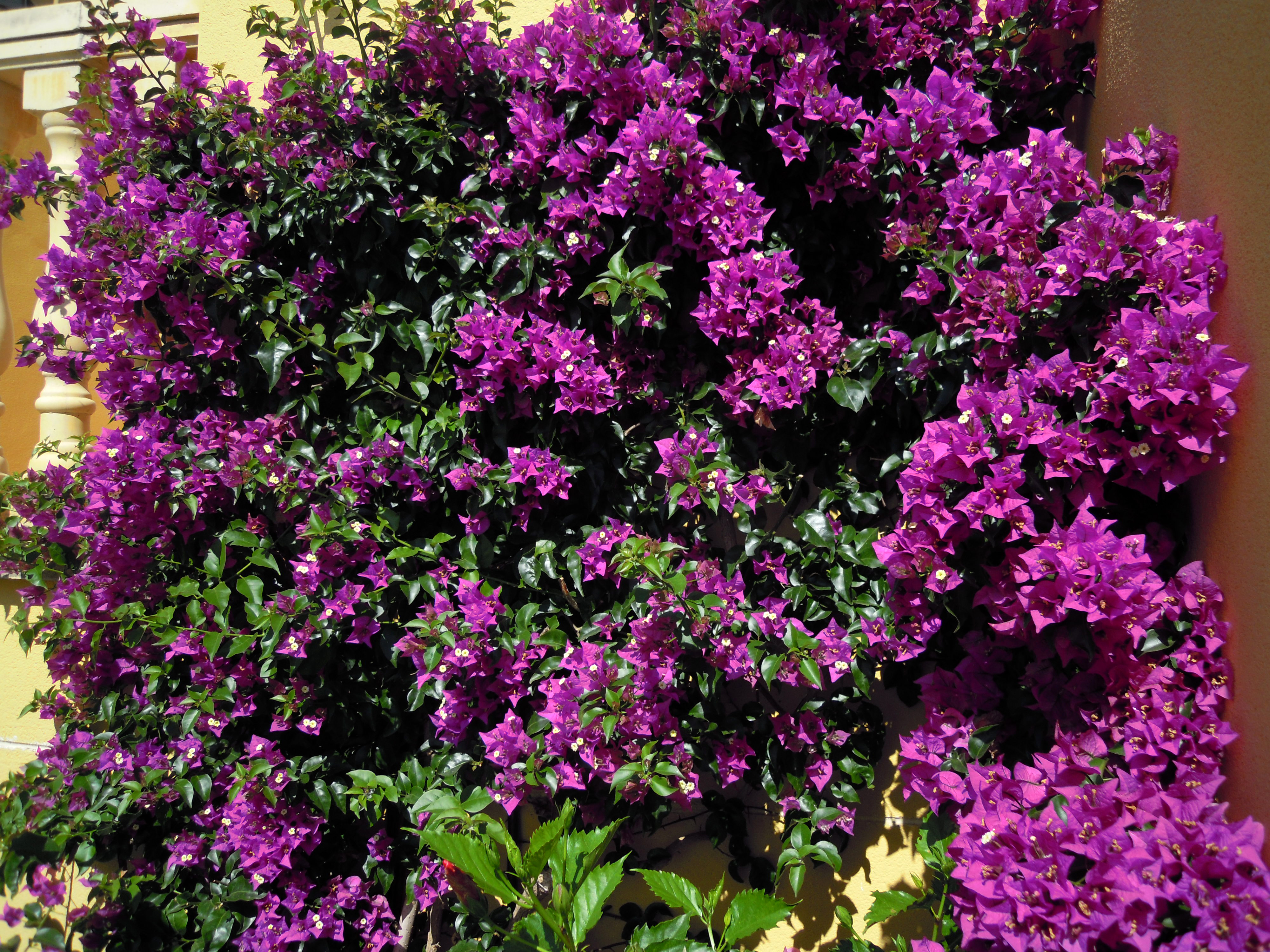 earth, bougainvillea, close up, flower, purple flower, flowers