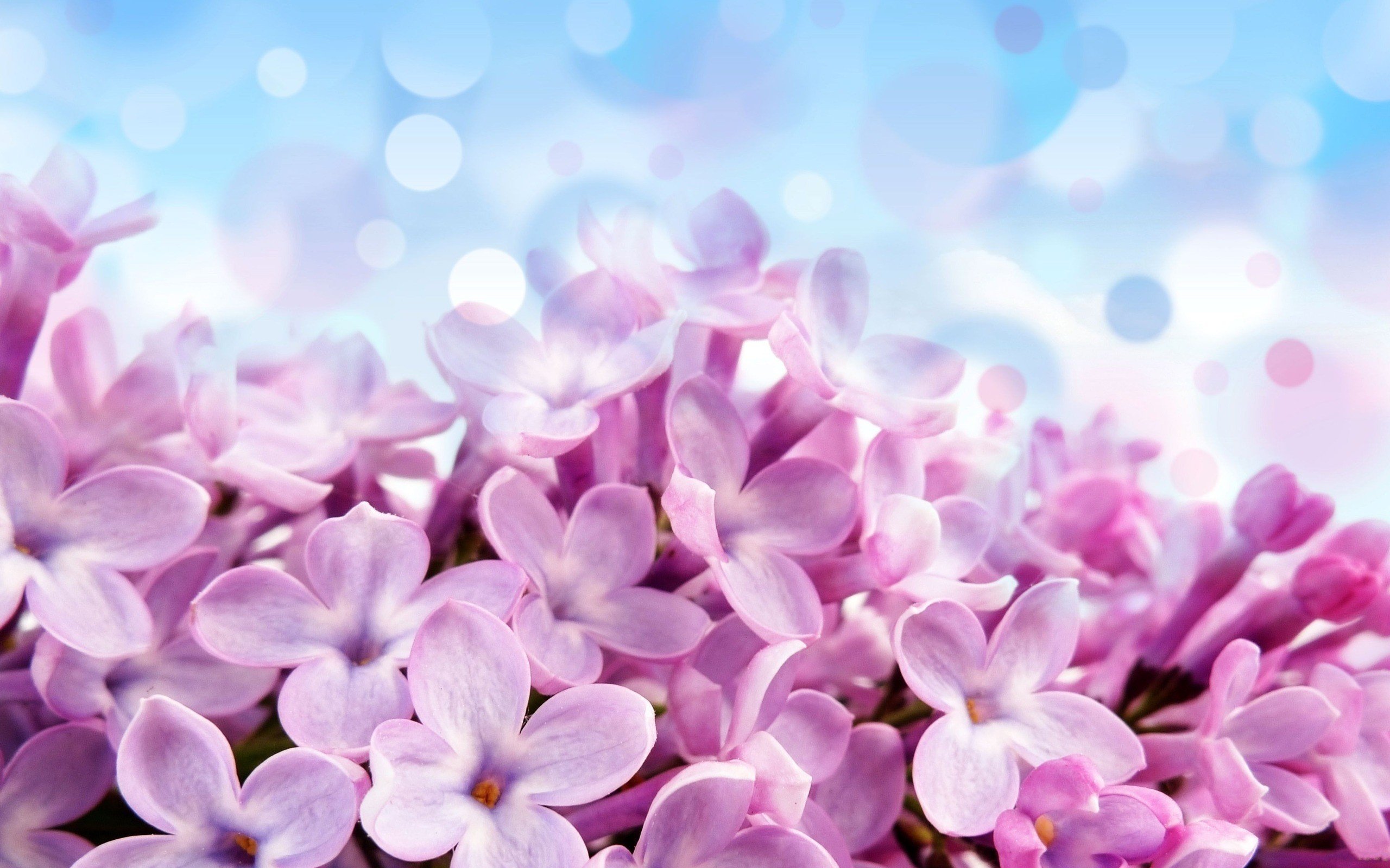 Free download wallpaper Flowers, Violet, Plants, Background on your PC desktop