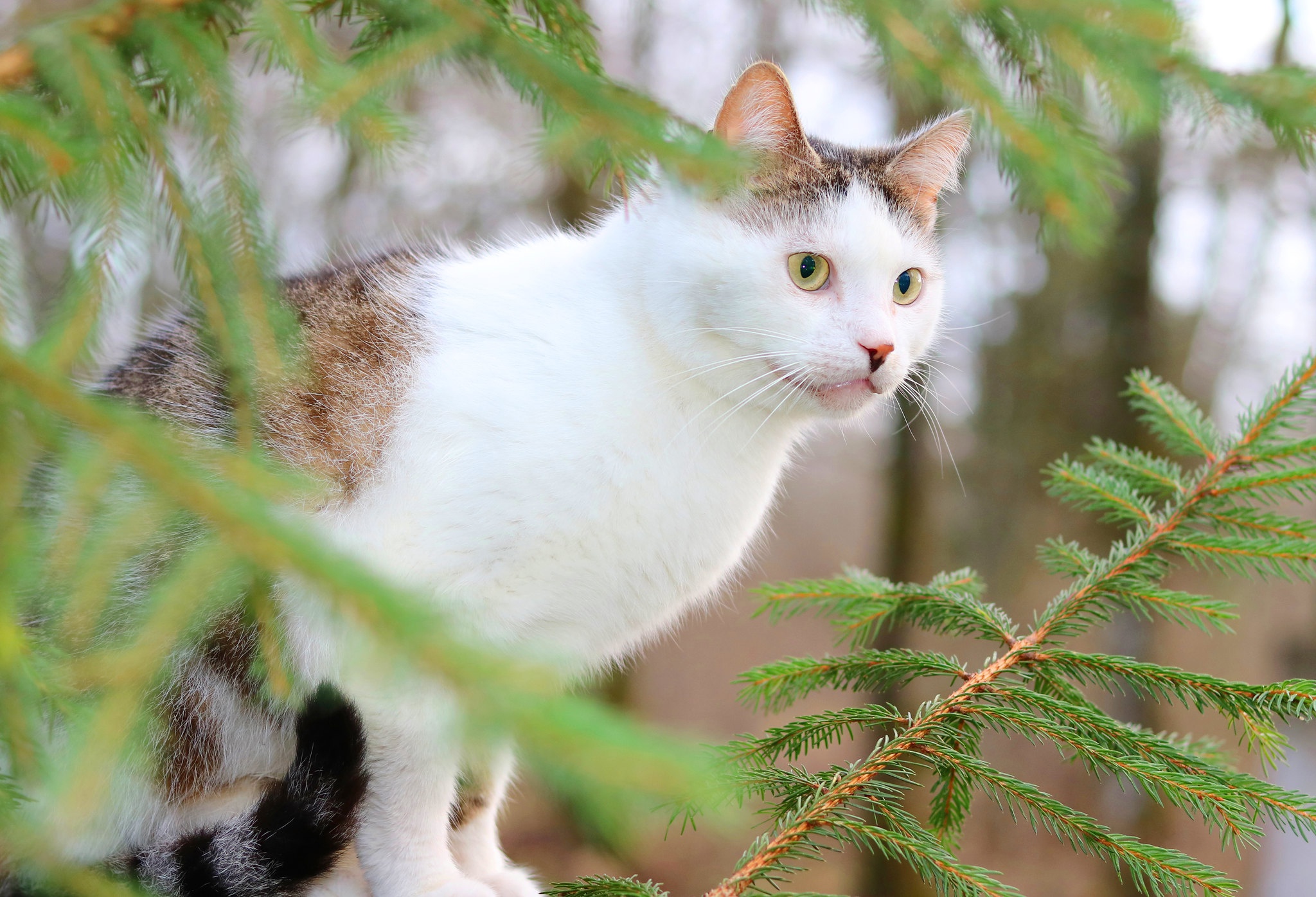 Baixe gratuitamente a imagem Animais, Gatos, Gato na área de trabalho do seu PC