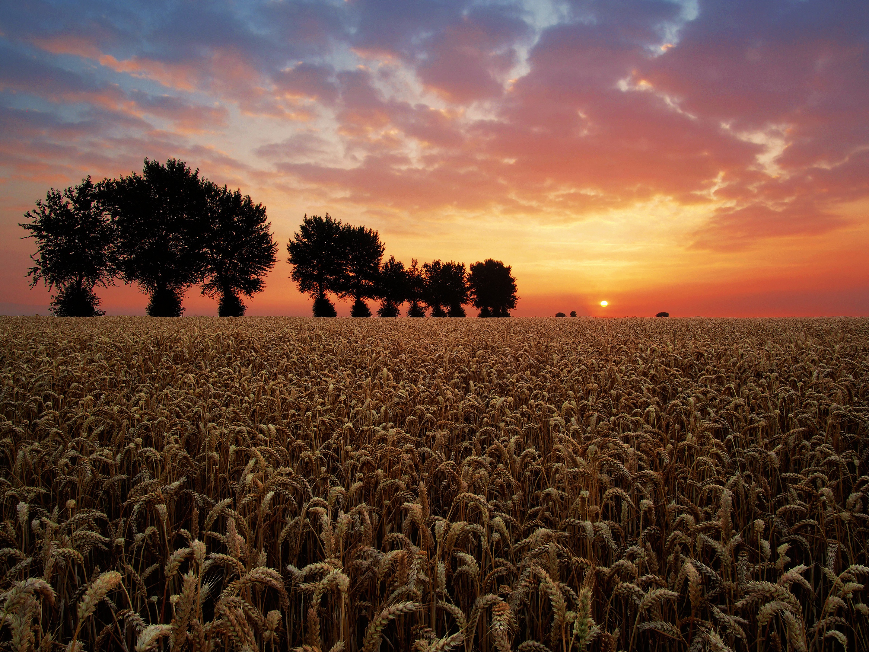 Download mobile wallpaper Nature, Sunset, Summer, Wheat, Sunrise, Earth, Field for free.