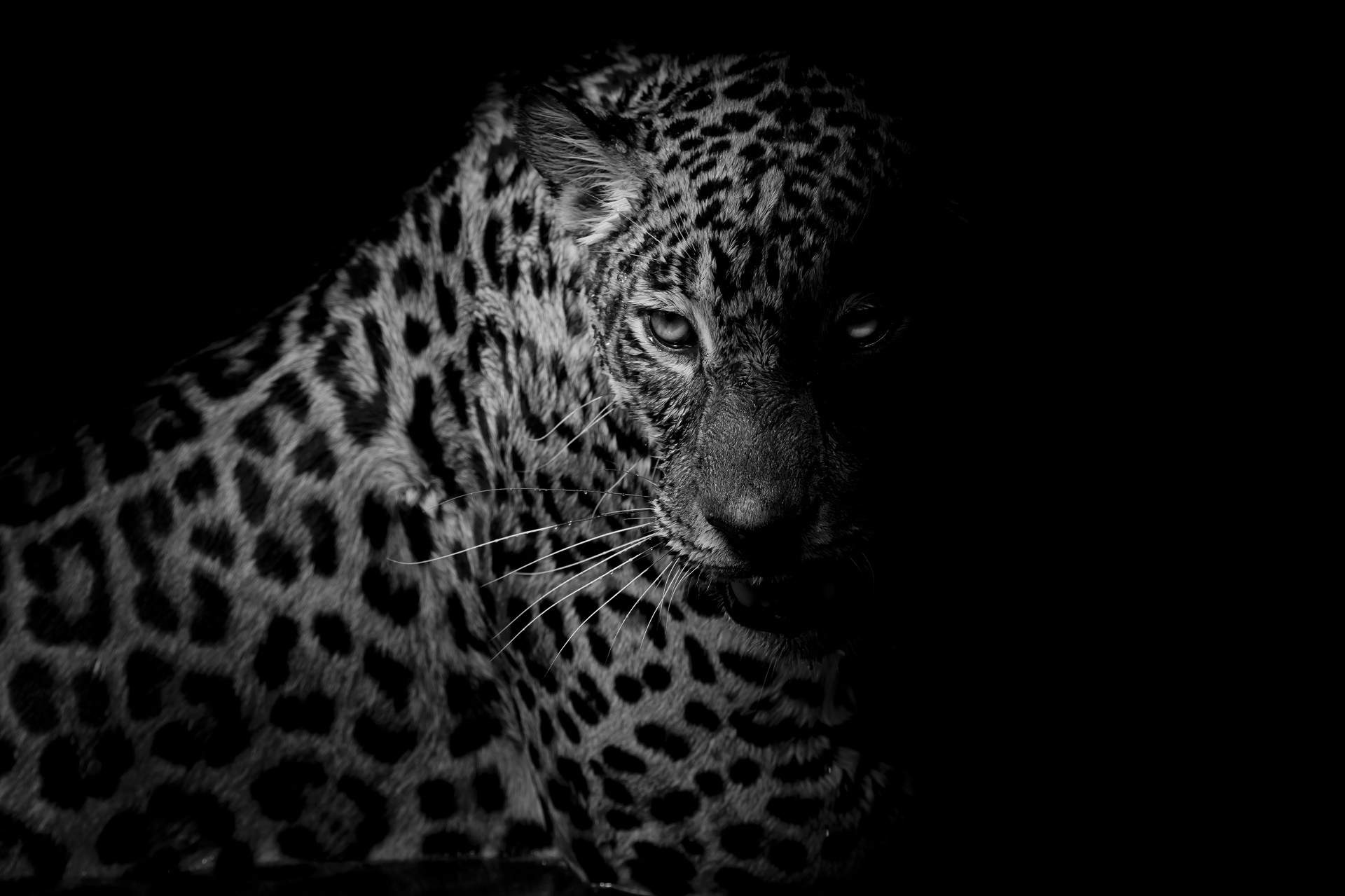 Скачати мобільні шпалери Леопард, Тварина, Коти, Чорний Білий безкоштовно.