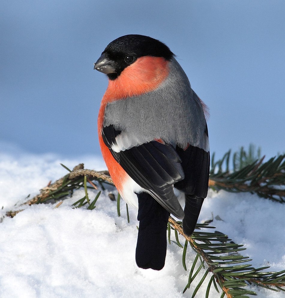 16837 descargar fondo de pantalla birds, animales, invierno, nieve: protectores de pantalla e imágenes gratis