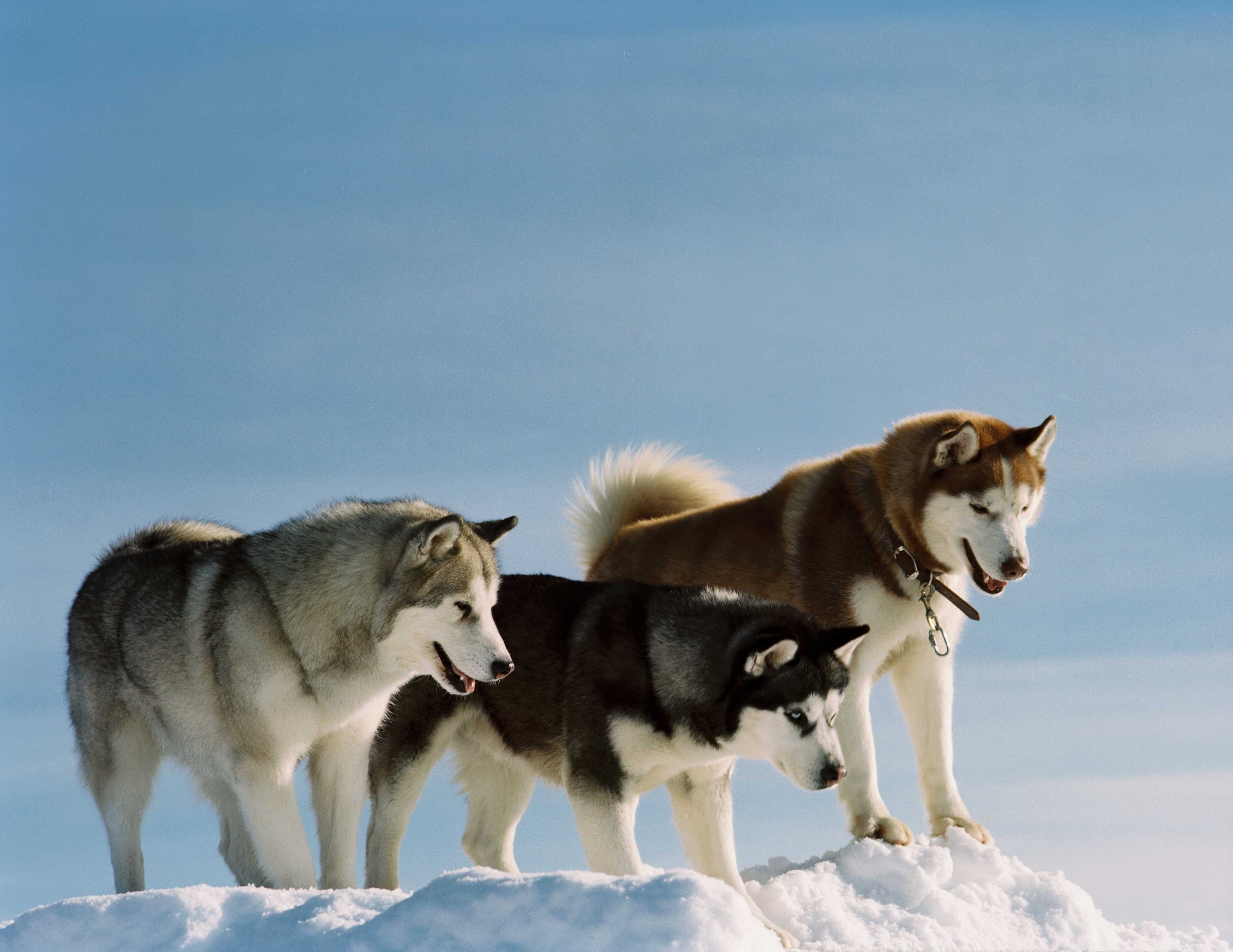 118974 скачать обои хаски, прогулка, собаки, животные, снег, окрас, порода - заставки и картинки бесплатно