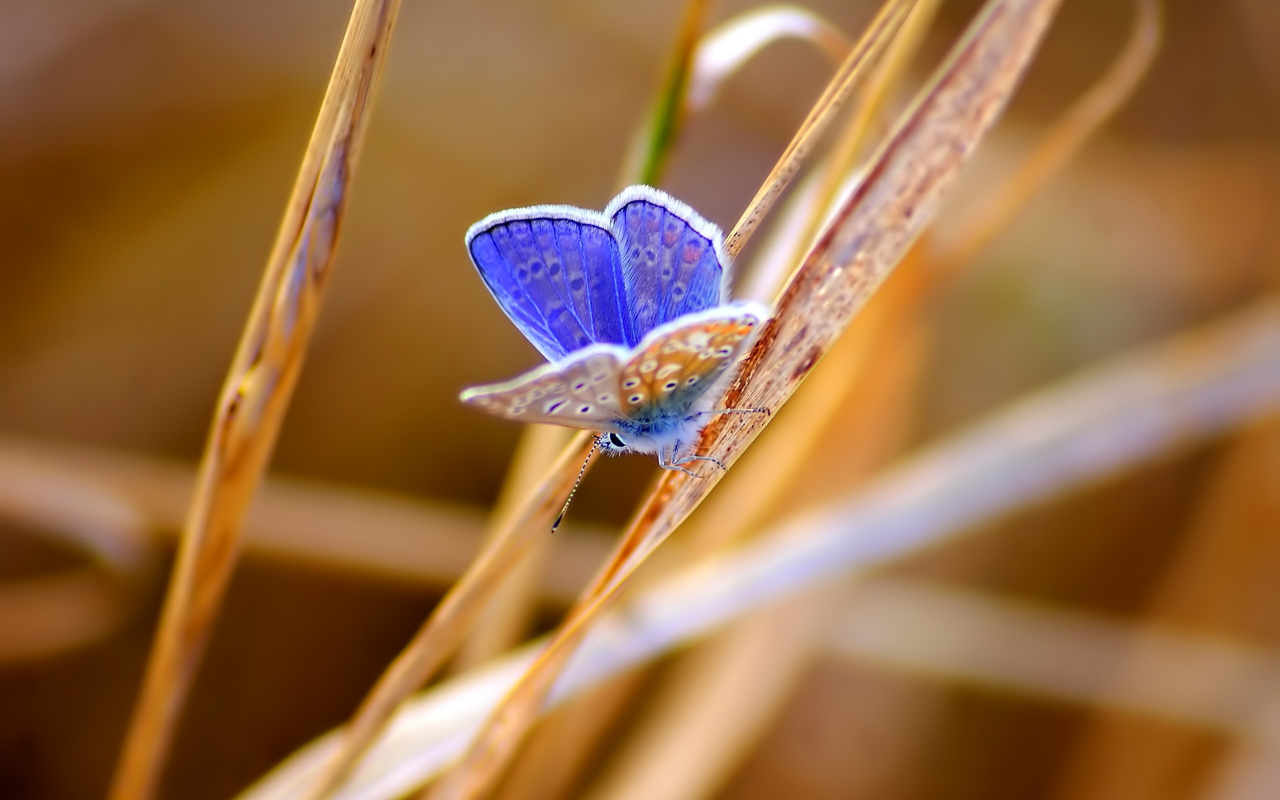 Free download wallpaper Butterfly, Animal on your PC desktop