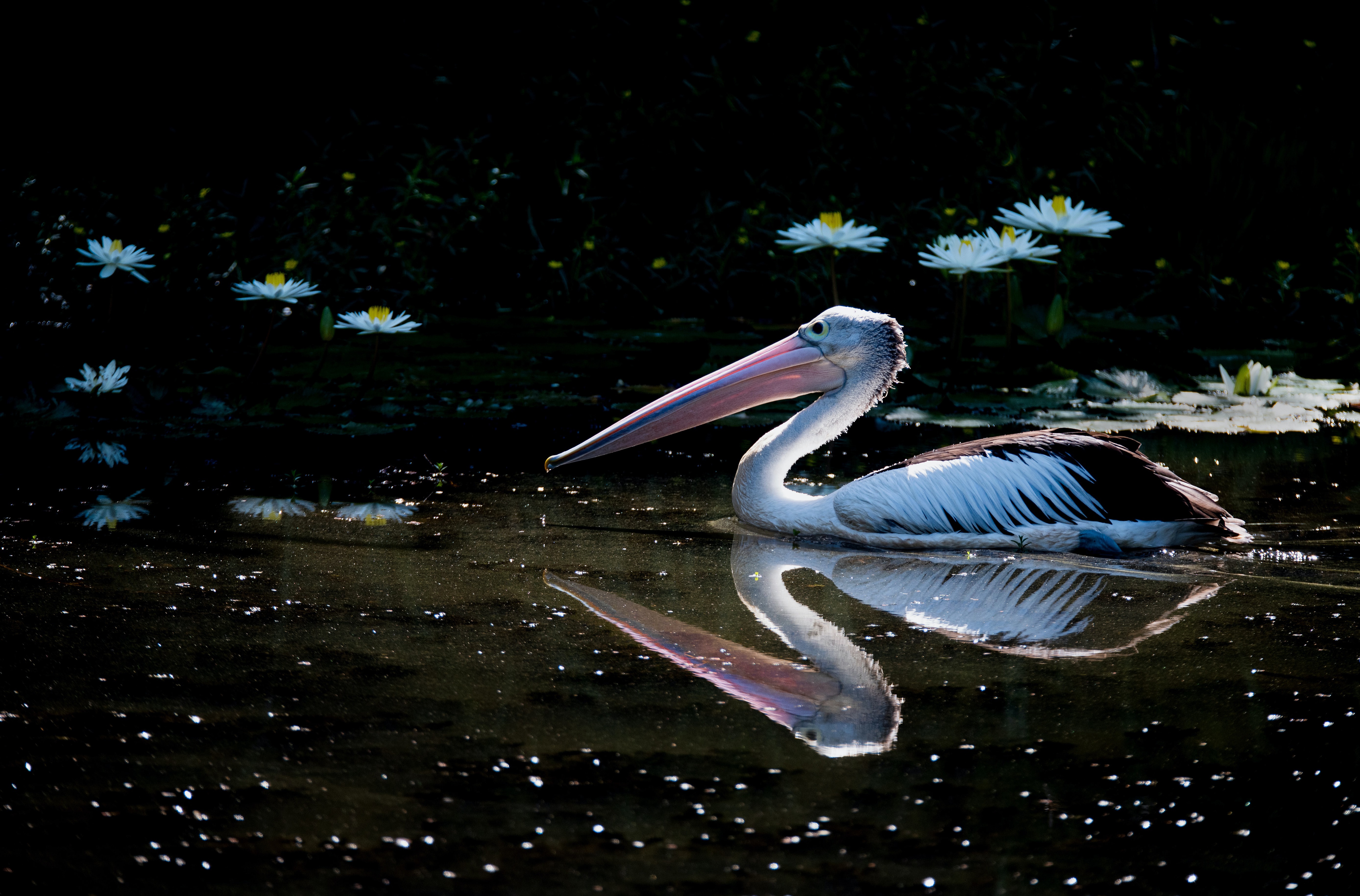Free download wallpaper Birds, Reflection, Flower, Bird, Animal, Pelican on your PC desktop