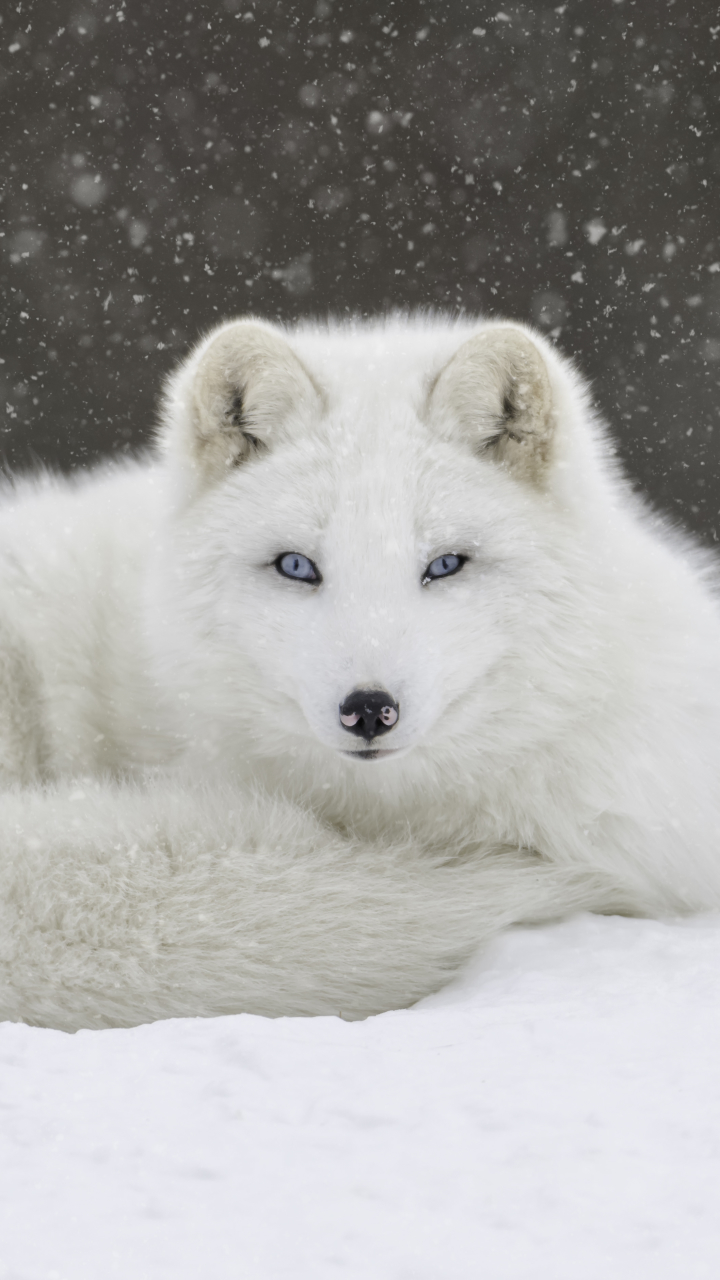 Download mobile wallpaper Dogs, Snow, Animal, Arctic Fox, Snowfall, Stare for free.