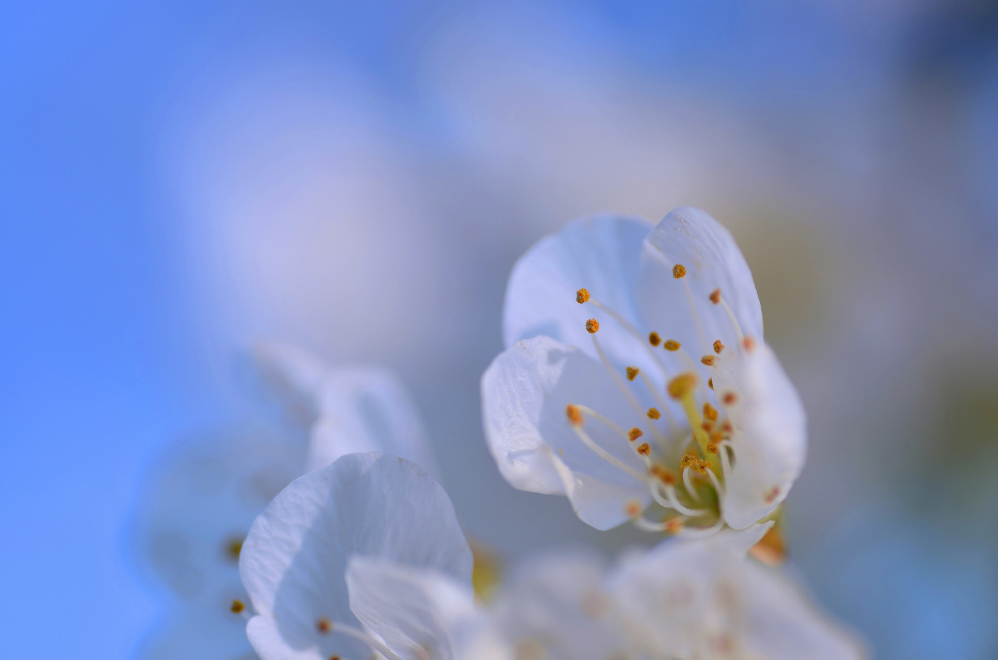 無料モバイル壁紙自然, フラワーズ, 花, 大きい, 地球, 白い花をダウンロードします。