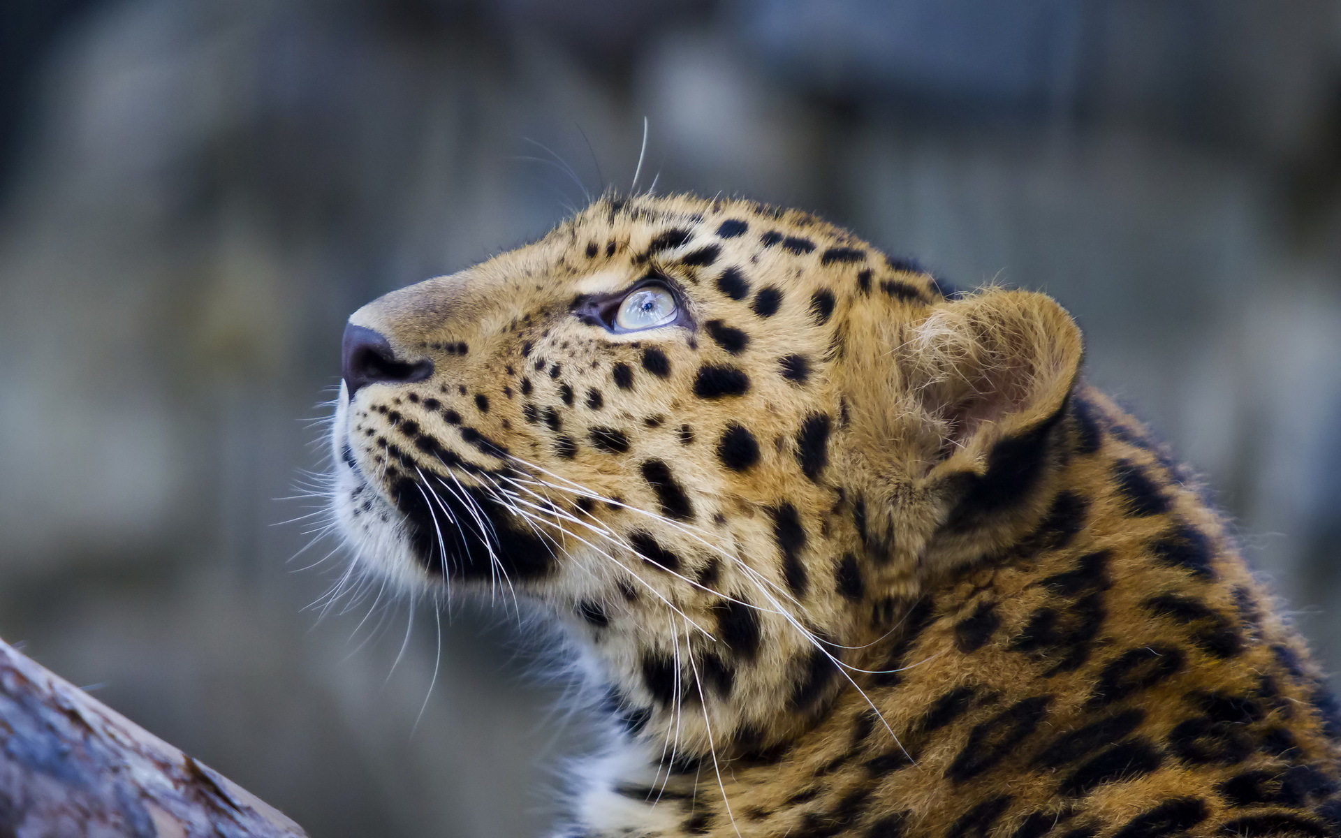 Baixar papel de parede para celular de Animais, Gatos, Leopardo gratuito.