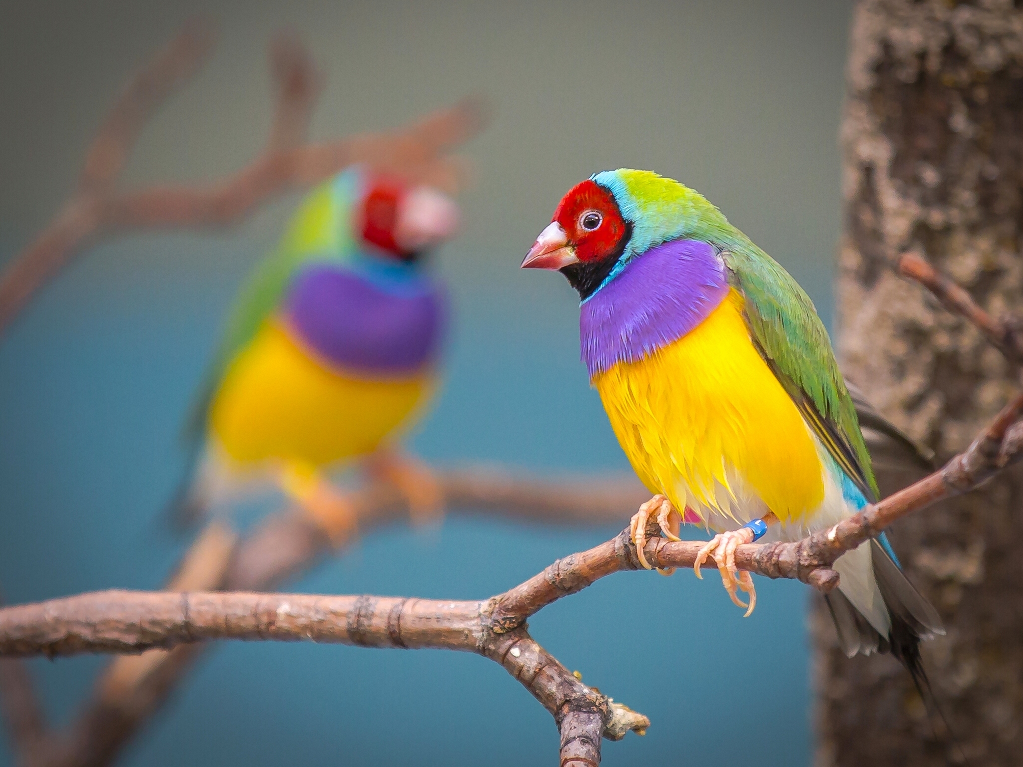 PCデスクトップに動物, 鳥, カラフル画像を無料でダウンロード