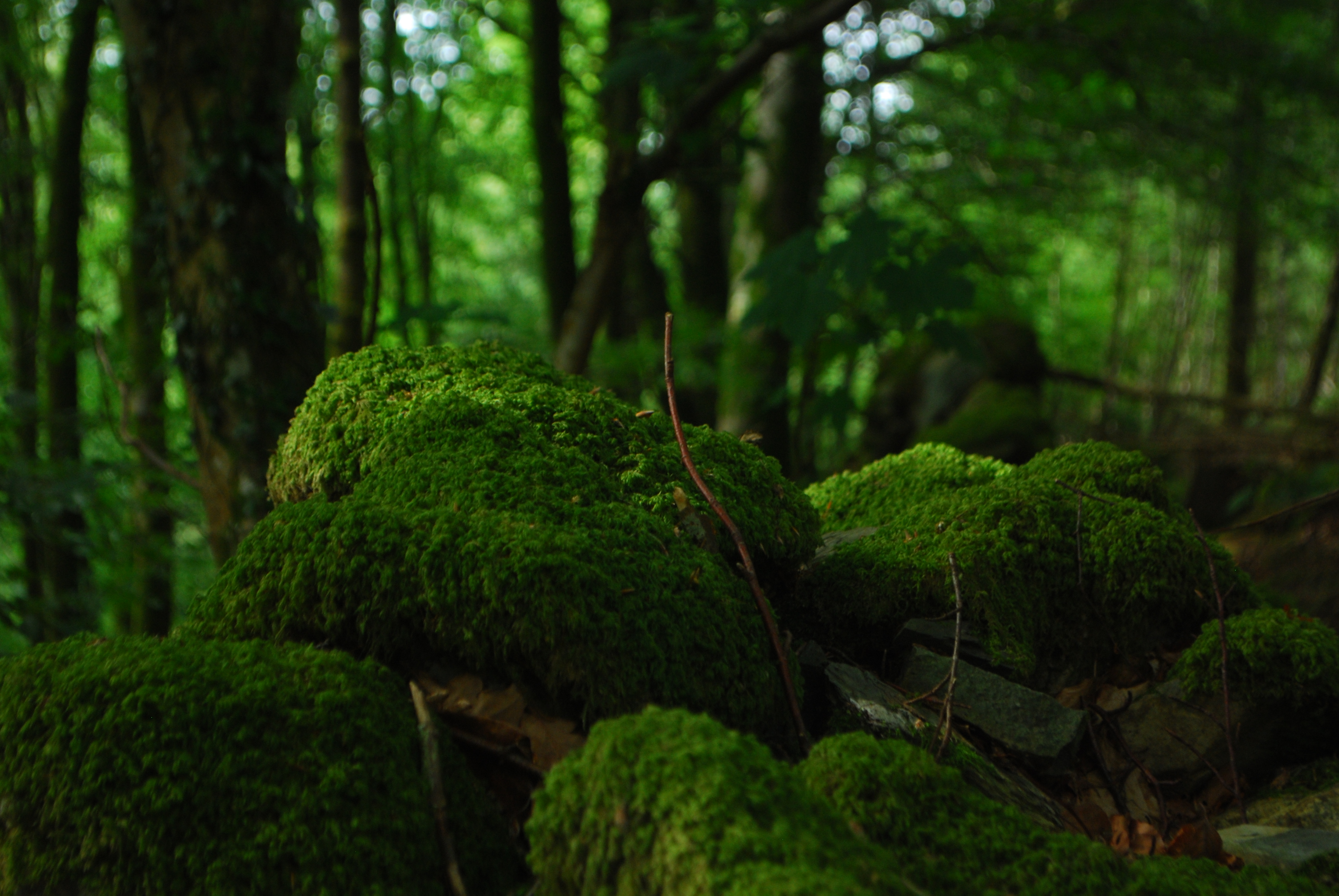 Download mobile wallpaper Nature, Earth, Moss, Greenery for free.