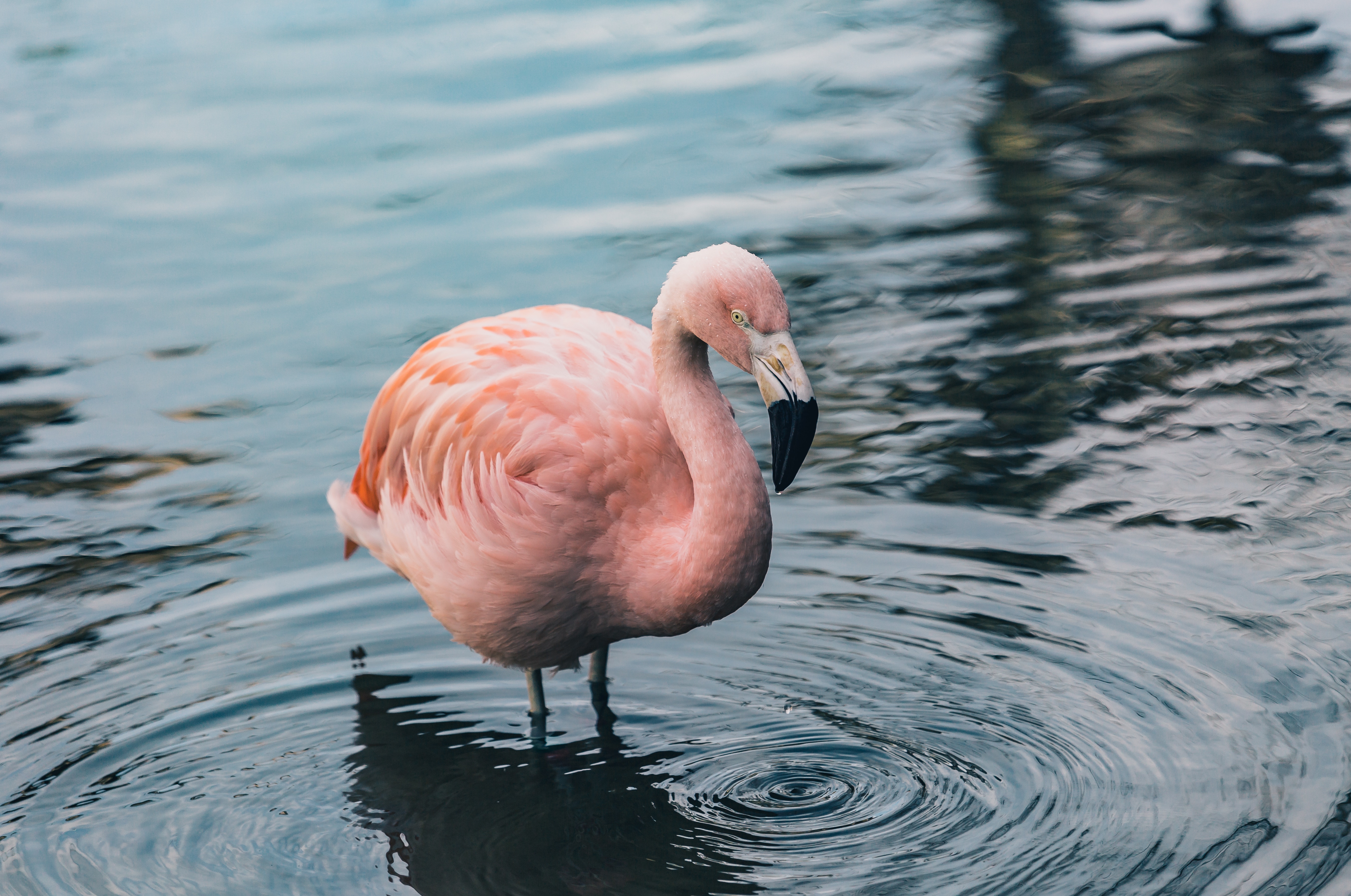 Baixe gratuitamente a imagem Animais, Água, Pássaro, Flamingo na área de trabalho do seu PC