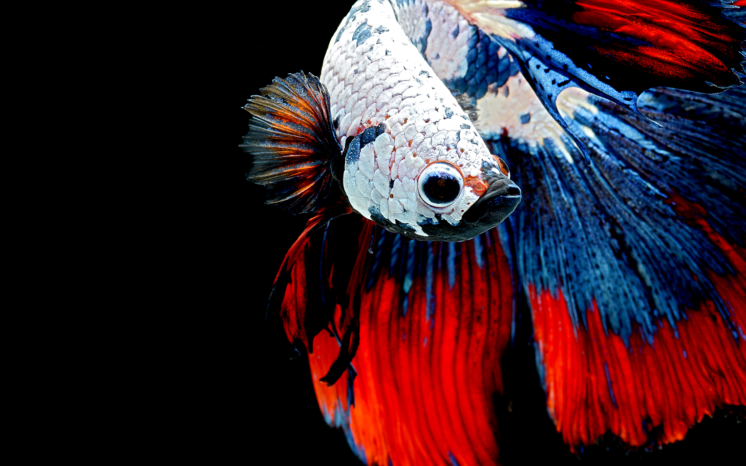 Популярные заставки и фоны Сиамская Бойцовская Рыба на компьютер