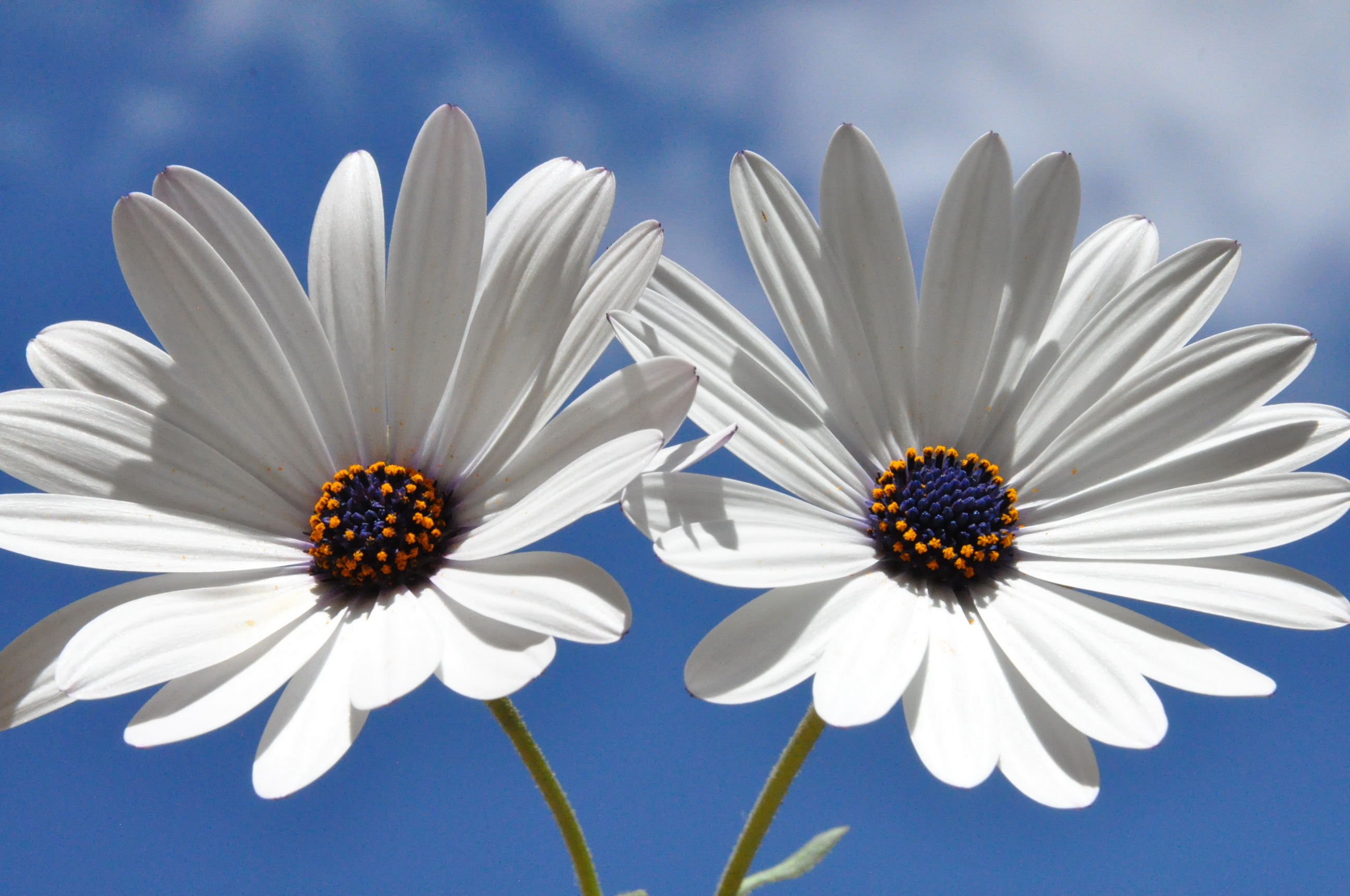 Descarga gratis la imagen Flores, Cielo, Flor, Margarita, Flor Blanca, Tierra/naturaleza en el escritorio de tu PC