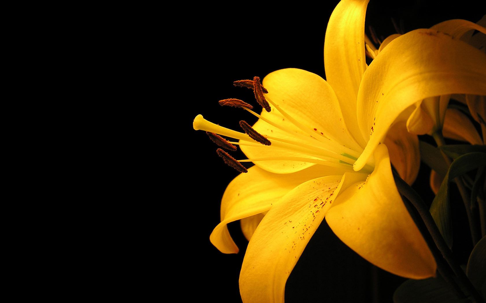 521044壁紙のダウンロード地球, リリー, 黄色い花, フラワーズ-スクリーンセーバーと写真を無料で