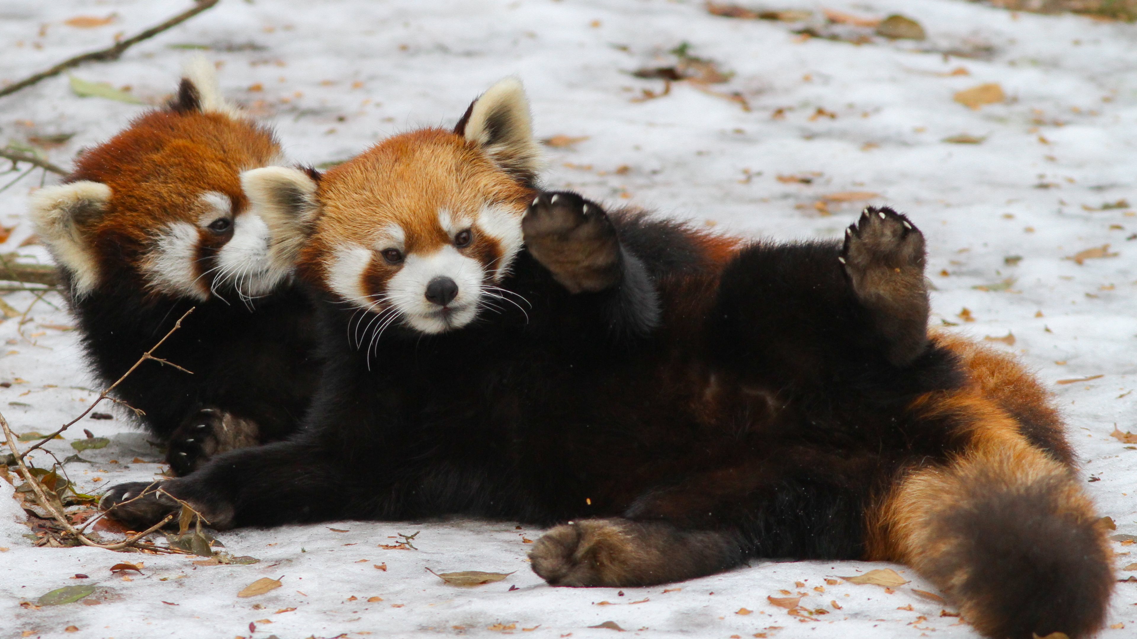 623900 descargar imagen panda rojo, animales, panda: fondos de pantalla y protectores de pantalla gratis