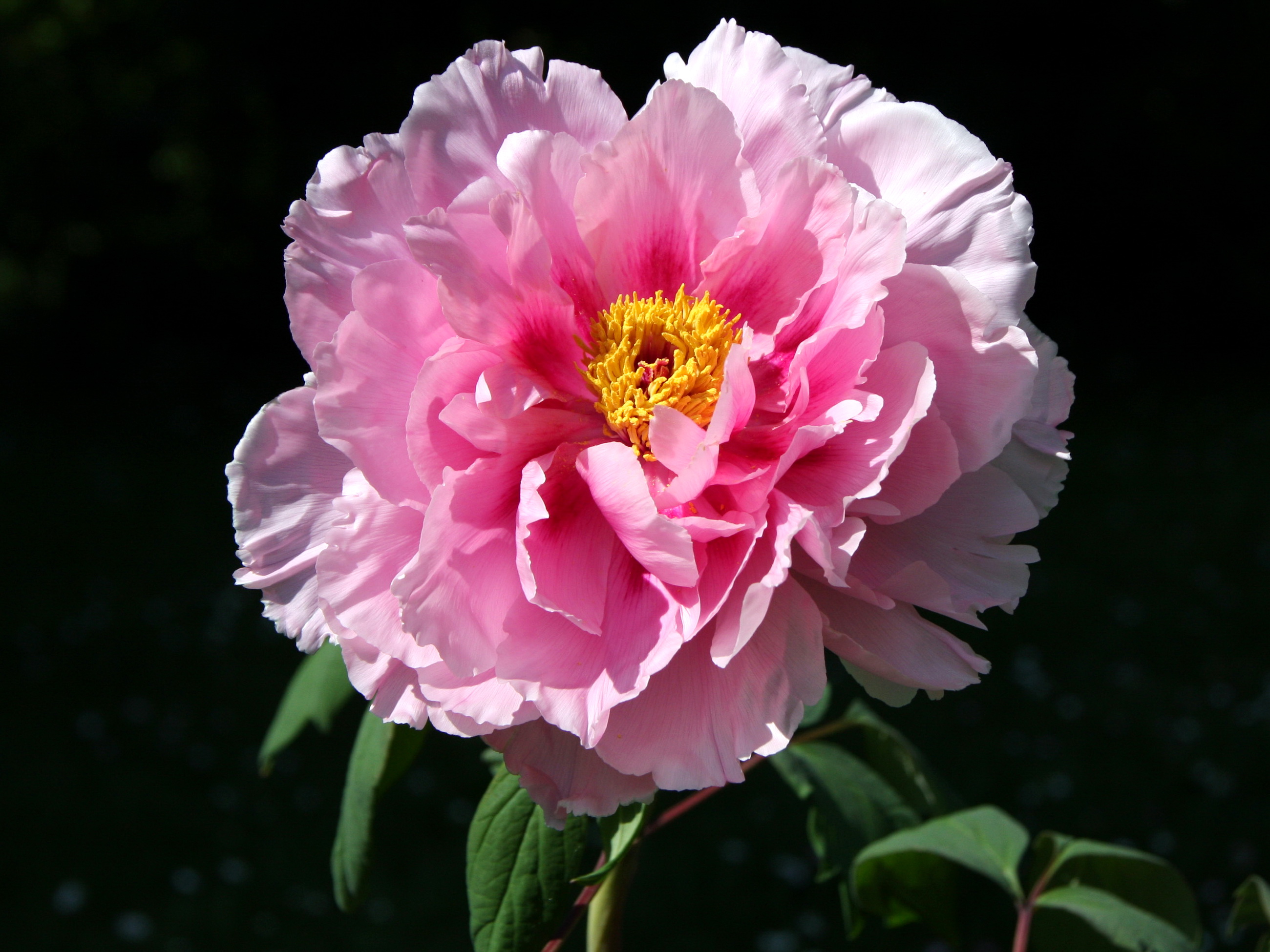 Descarga gratuita de fondo de pantalla para móvil de Flores, Flor, Tierra/naturaleza.