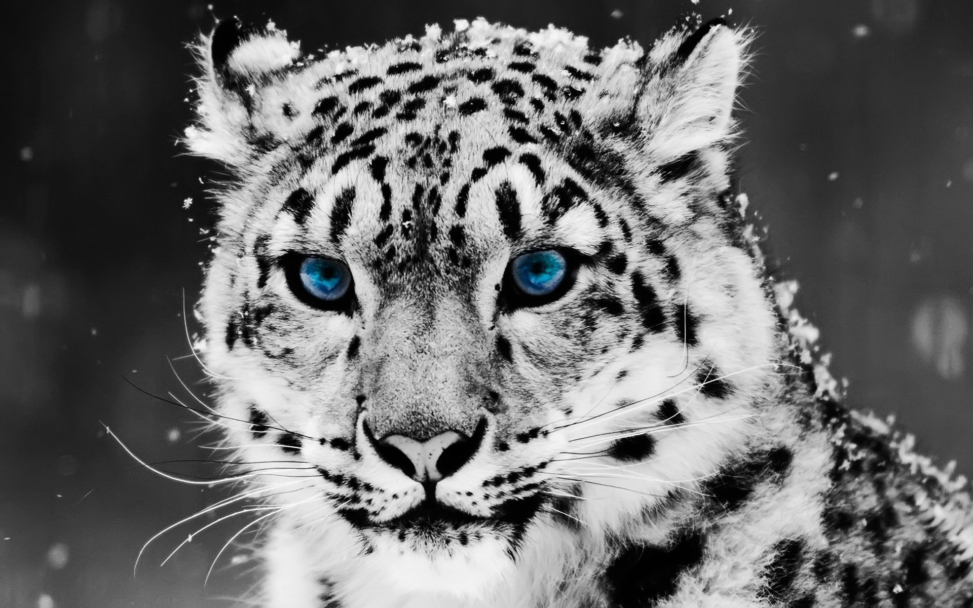 snow leopard, animals, gray cellphone