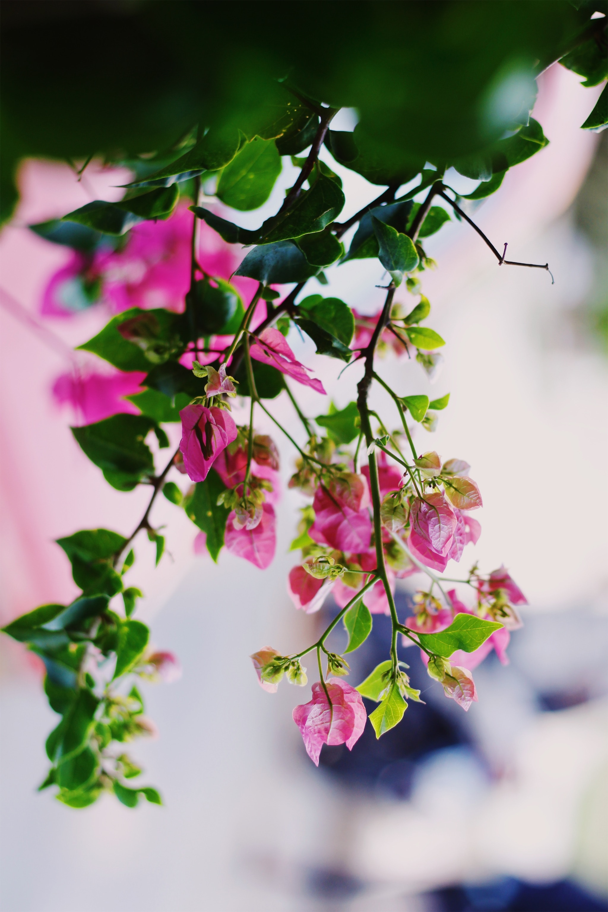 Download mobile wallpaper Bloom, Flowers, Flowering, Plant, Summer, Pink for free.