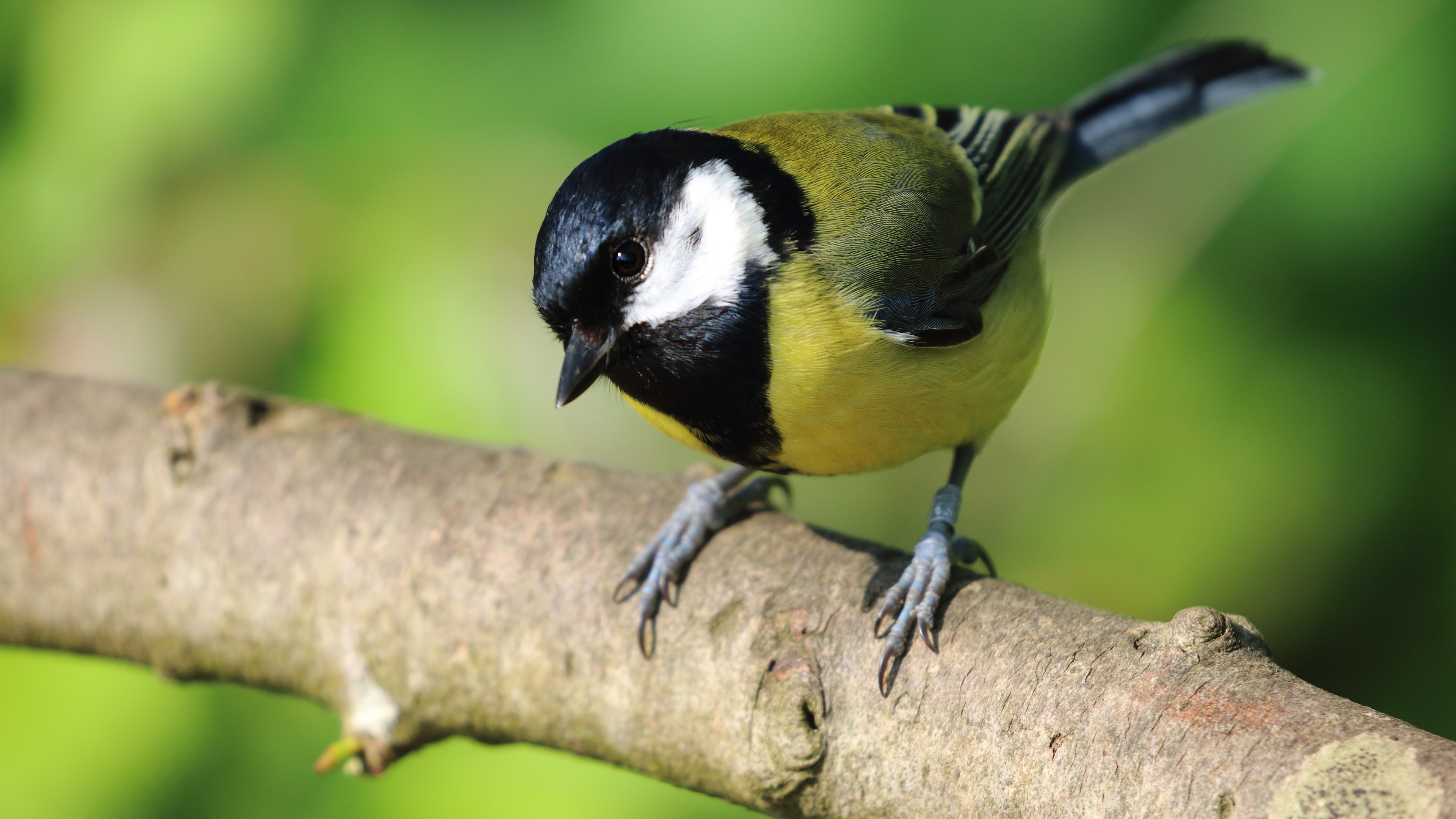 Download mobile wallpaper Birds, Bird, Animal, Titmouse for free.