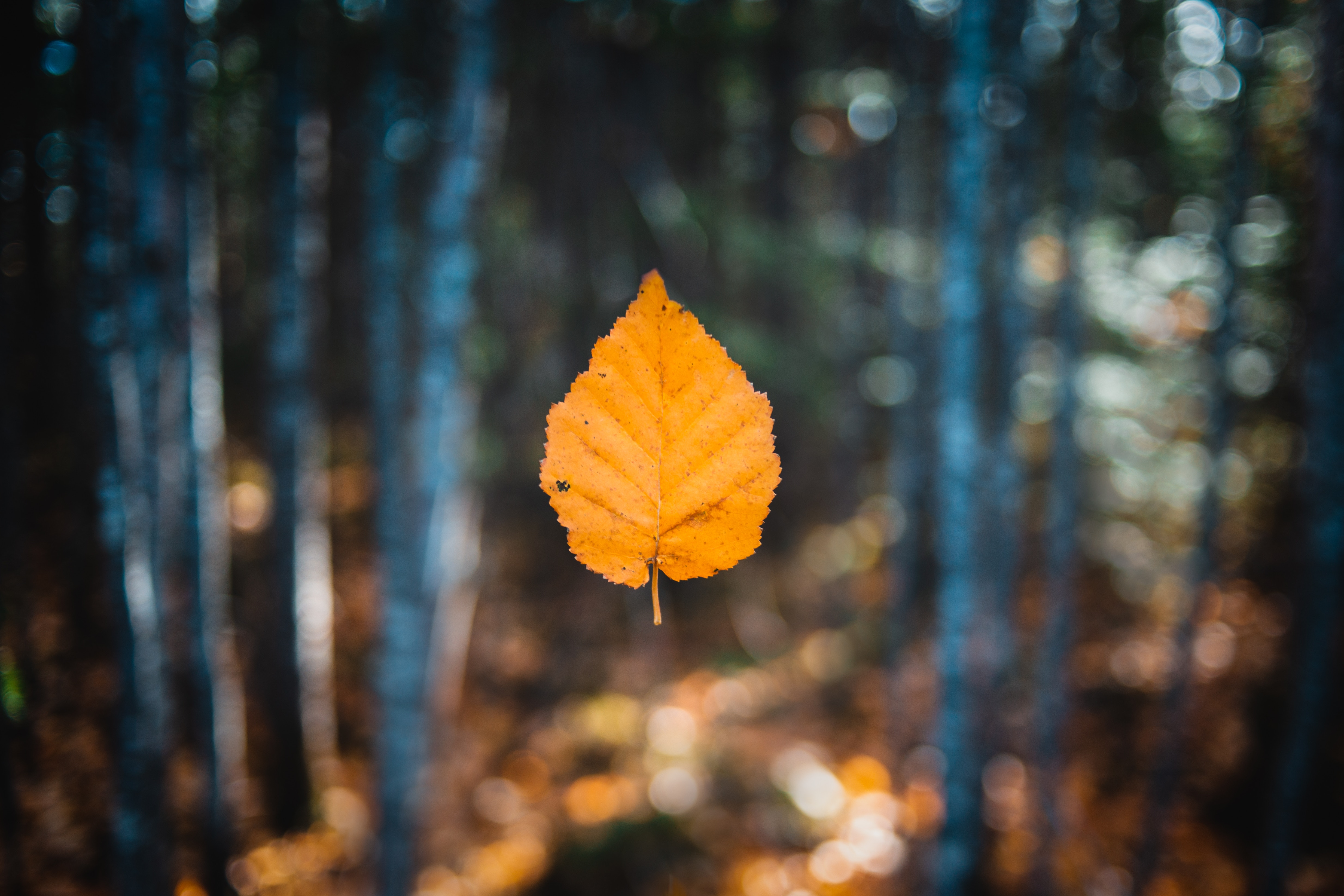 smooth, autumn, macro, blur, sheet, leaf, levitation Free Background