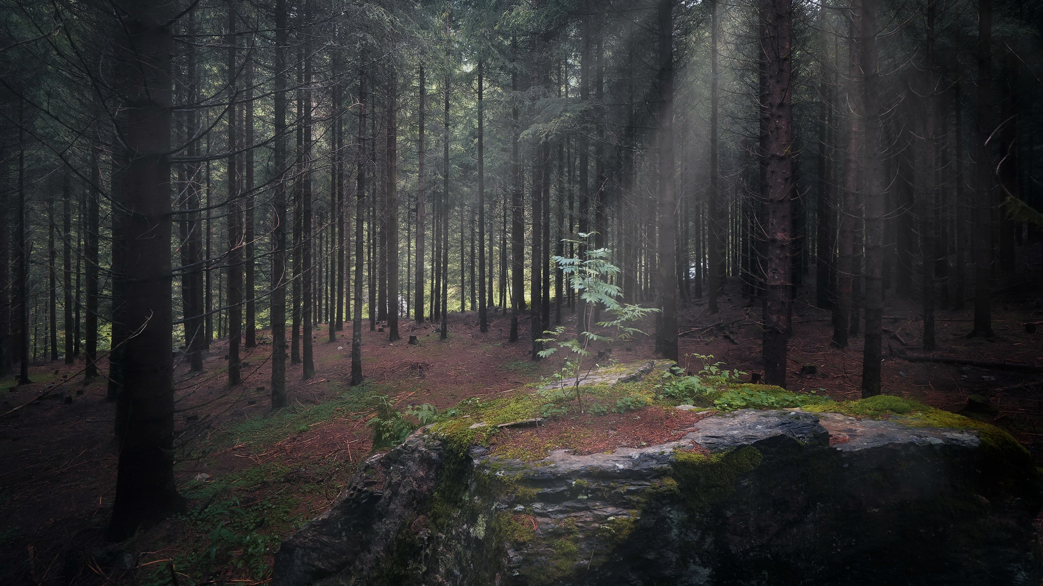 Téléchargez des papiers peints mobile Forêt, Terre/nature gratuitement.